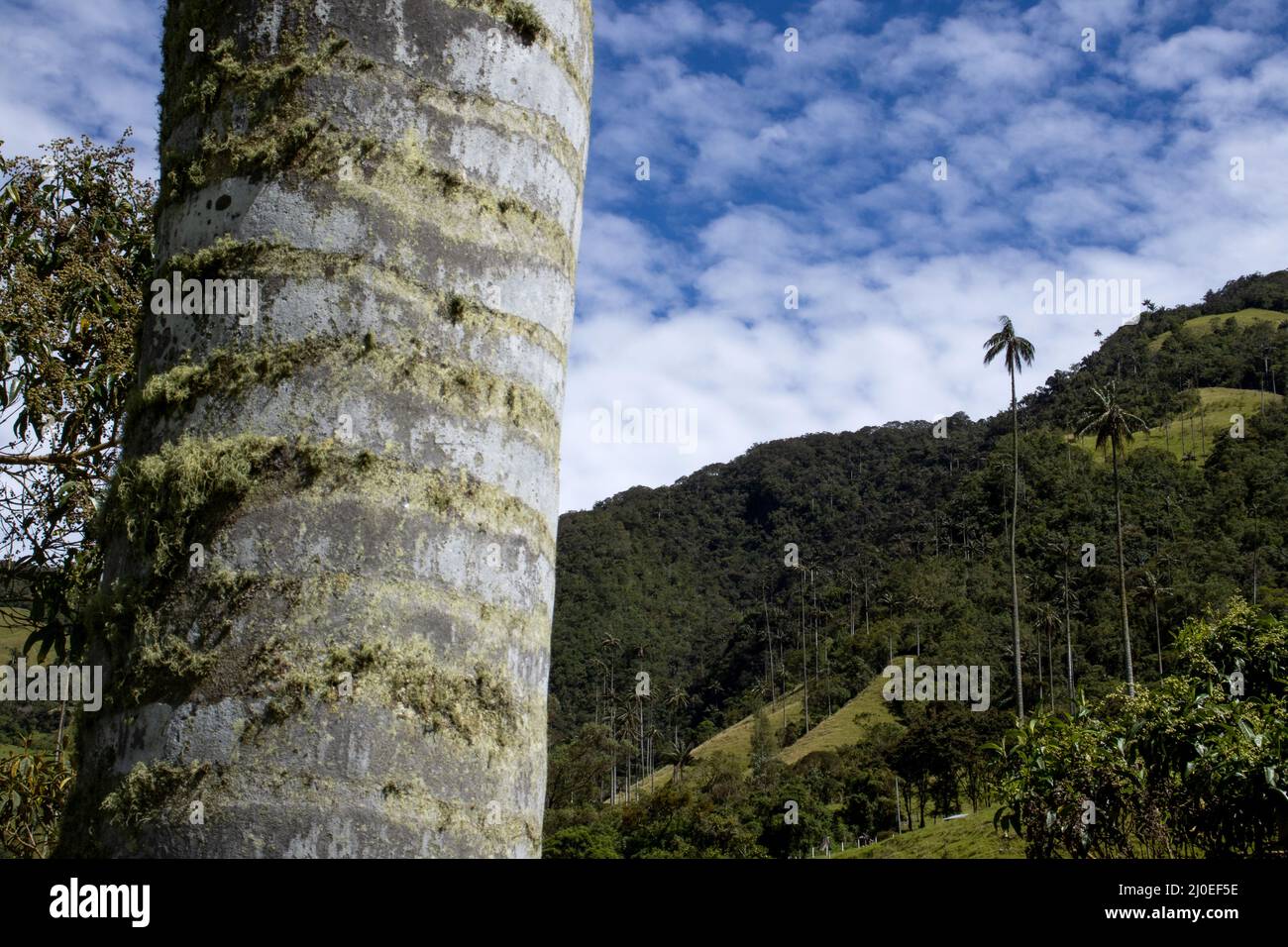 Vue sur la magnifique forêt nuageuse et les palmiers de cire de Quindio à la vallée de Cocora située à Salento dans la région de Quindio en Colombie. Banque D'Images