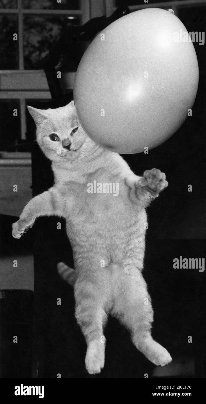 Le chat de Marje Proops Bennjie : ce monstre vieux de quatre mois a brisé la paix et la tranquillité de la famille Proops. Février 1978 P011951 Banque D'Images