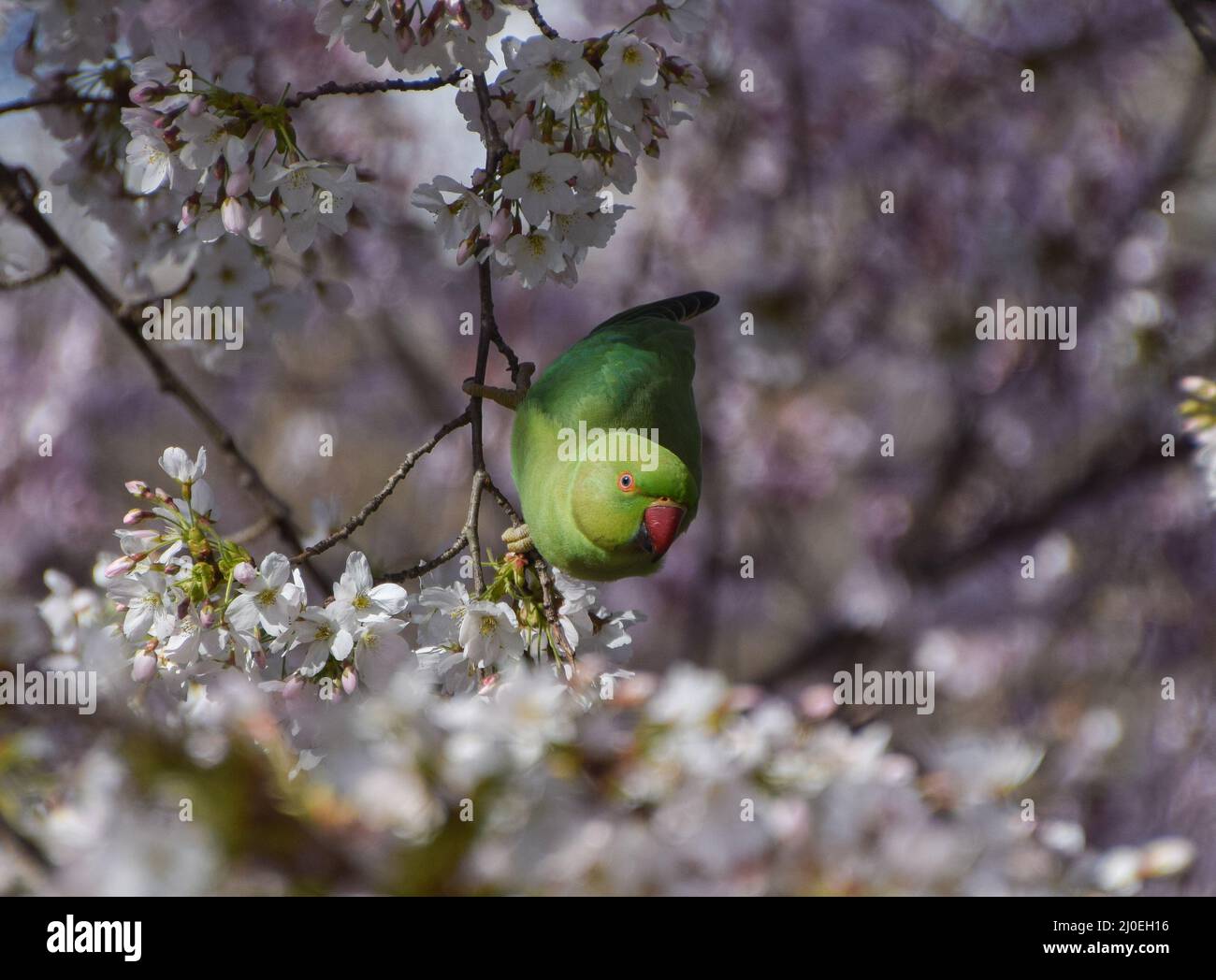 Londres, Royaume-Uni. 18th mars 2022. Un parakeet à col annulaire s'emmêle sur les fleurs d'un cerisier. Aussi connus sous le nom de perruques à anneaux roses, les oiseaux, une espèce non indigène, sont devenus abondants dans les parcs à travers le Royaume-Uni depuis 1970s, après que les perruques captives ont été libérées ou échappées. Credit: Vuk Valcic/Alamy Live News Banque D'Images