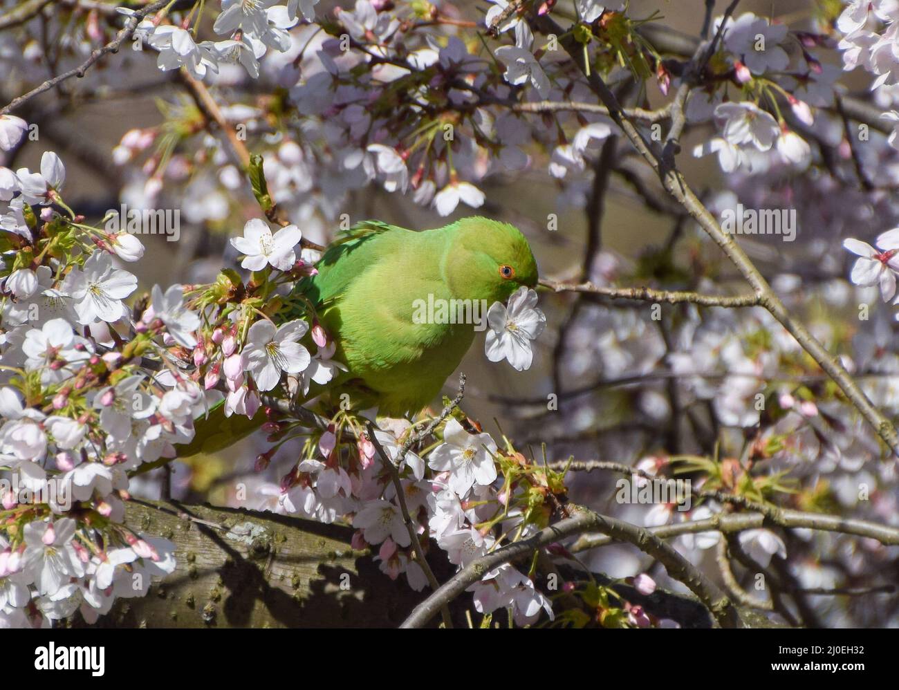 Londres, Royaume-Uni. 18th mars 2022. Un parakeet à col annulaire s'emmêle sur les fleurs d'un cerisier. Aussi connus sous le nom de perruques à anneaux roses, les oiseaux, une espèce non indigène, sont devenus abondants dans les parcs à travers le Royaume-Uni depuis 1970s, après que les perruques captives ont été libérées ou échappées. Credit: Vuk Valcic/Alamy Live News Banque D'Images