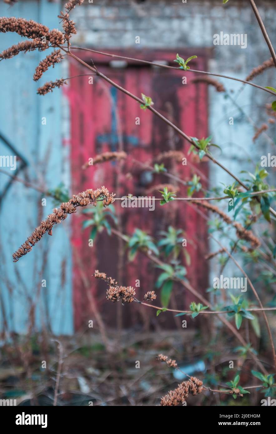 La nature sauvage urbaine et la pourriture Banque D'Images