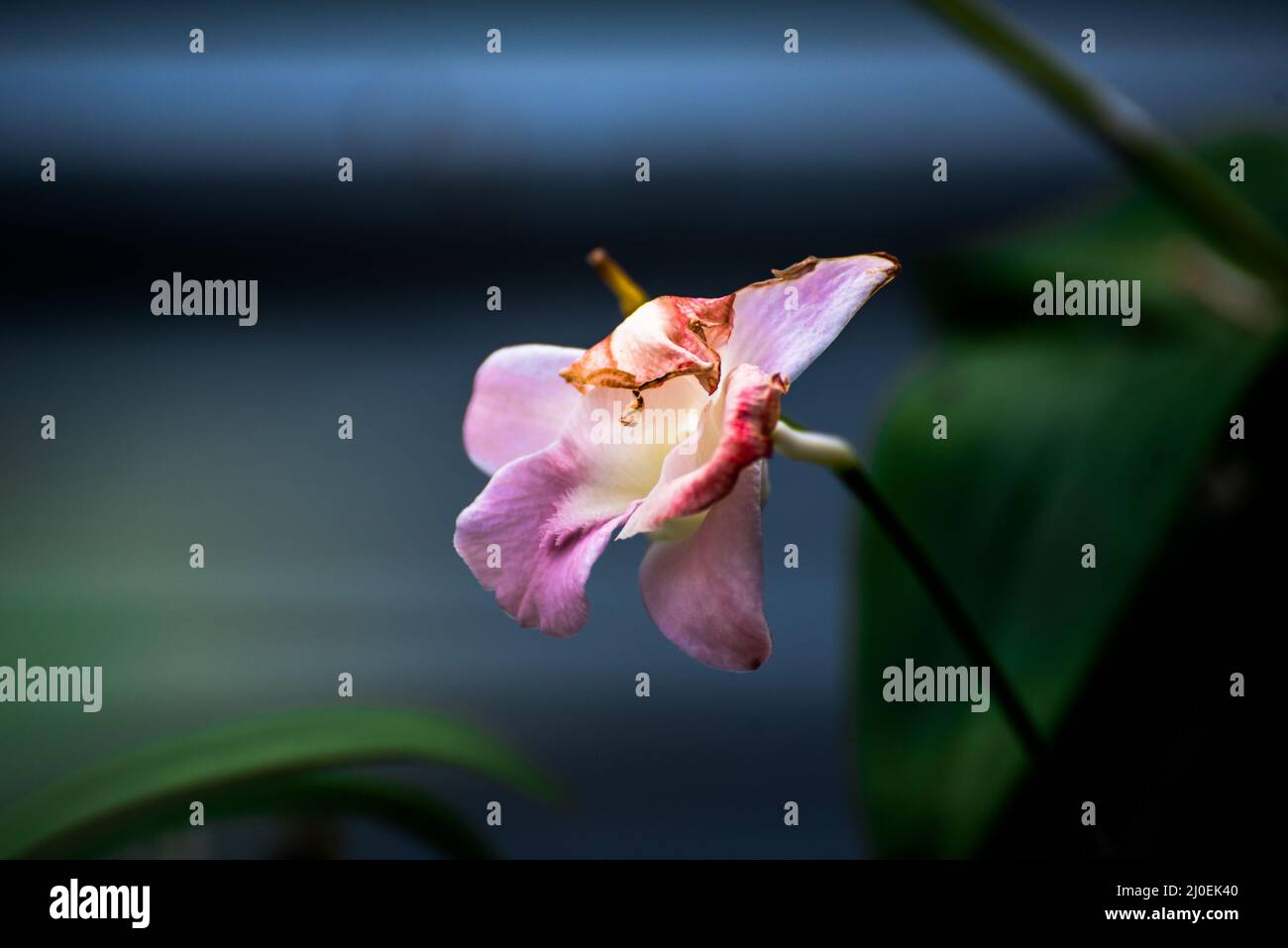 Orchidée pourpre Banque D'Images