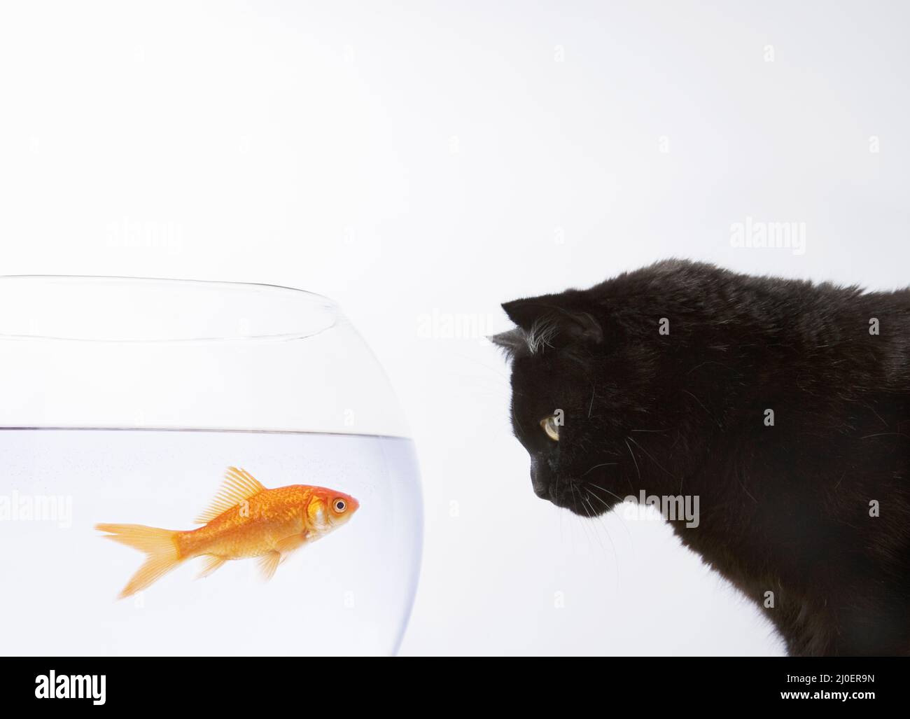 Gros plan d'un chat noir qui se trouve à la vue d'un poisson doré Banque D'Images