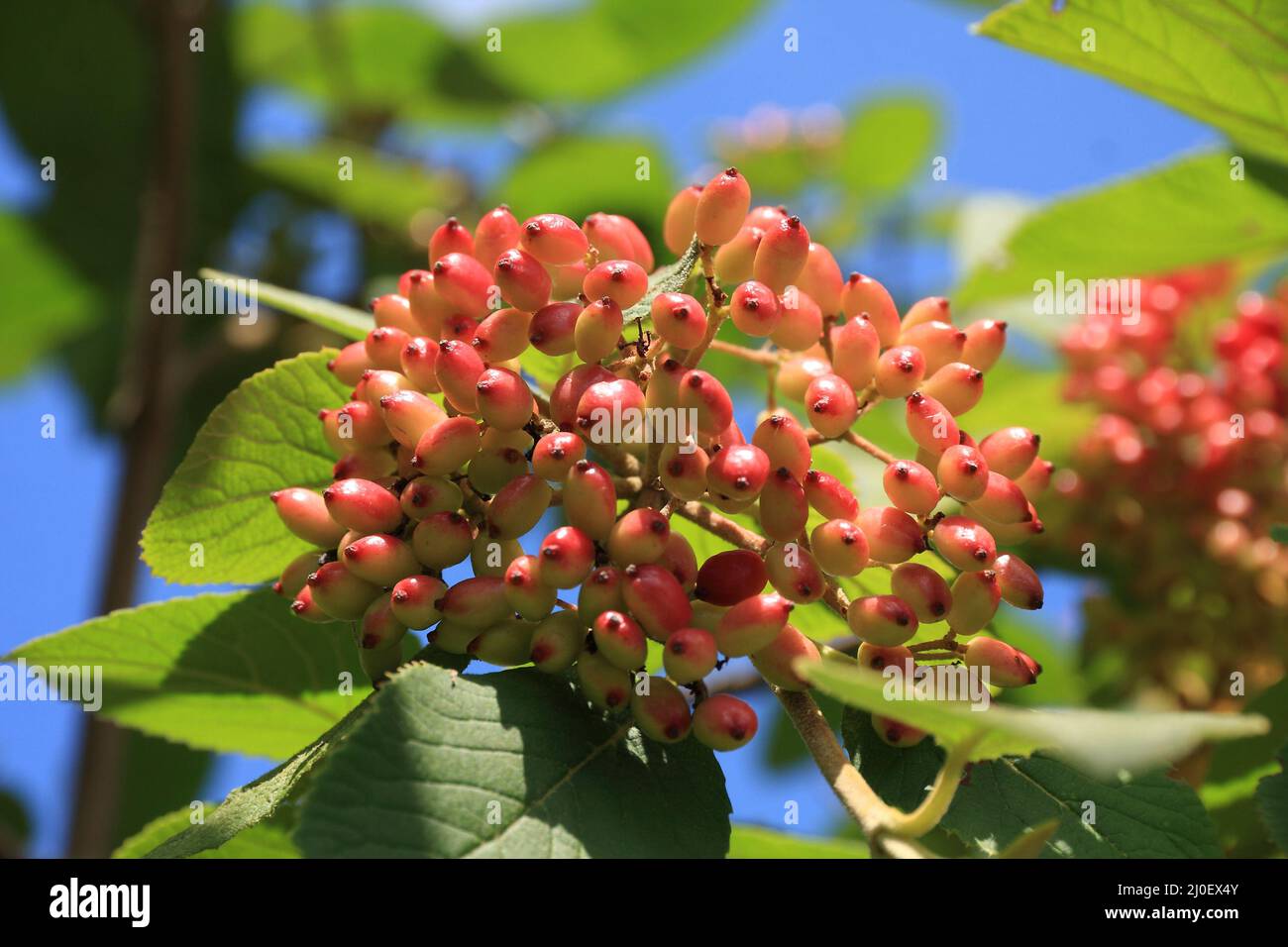 Viburnum lantana Banque D'Images