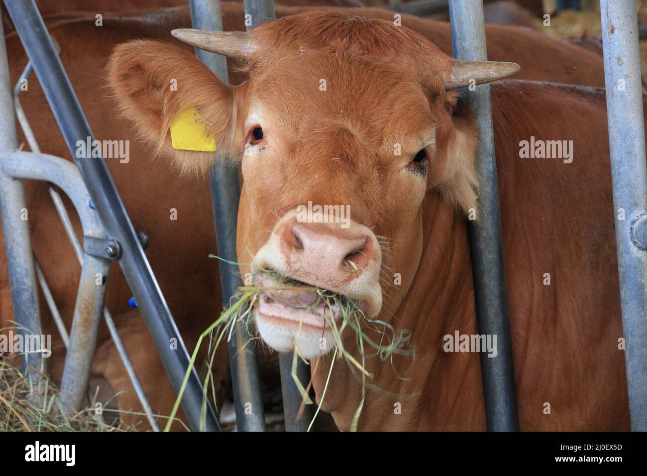 Vache brune dans la grange Banque D'Images