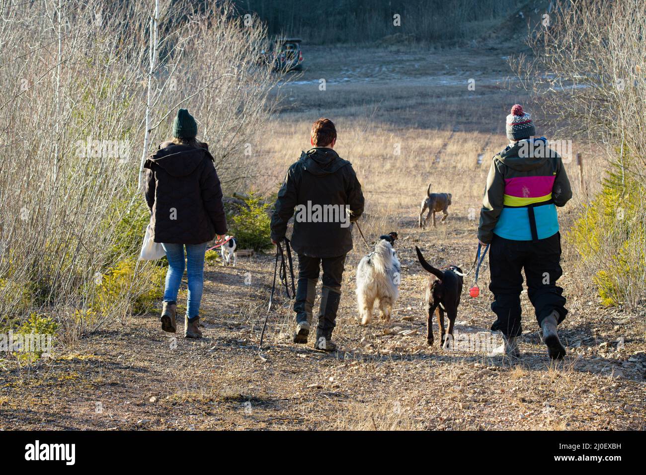 Marchez avec des amis et des chiens Banque D'Images