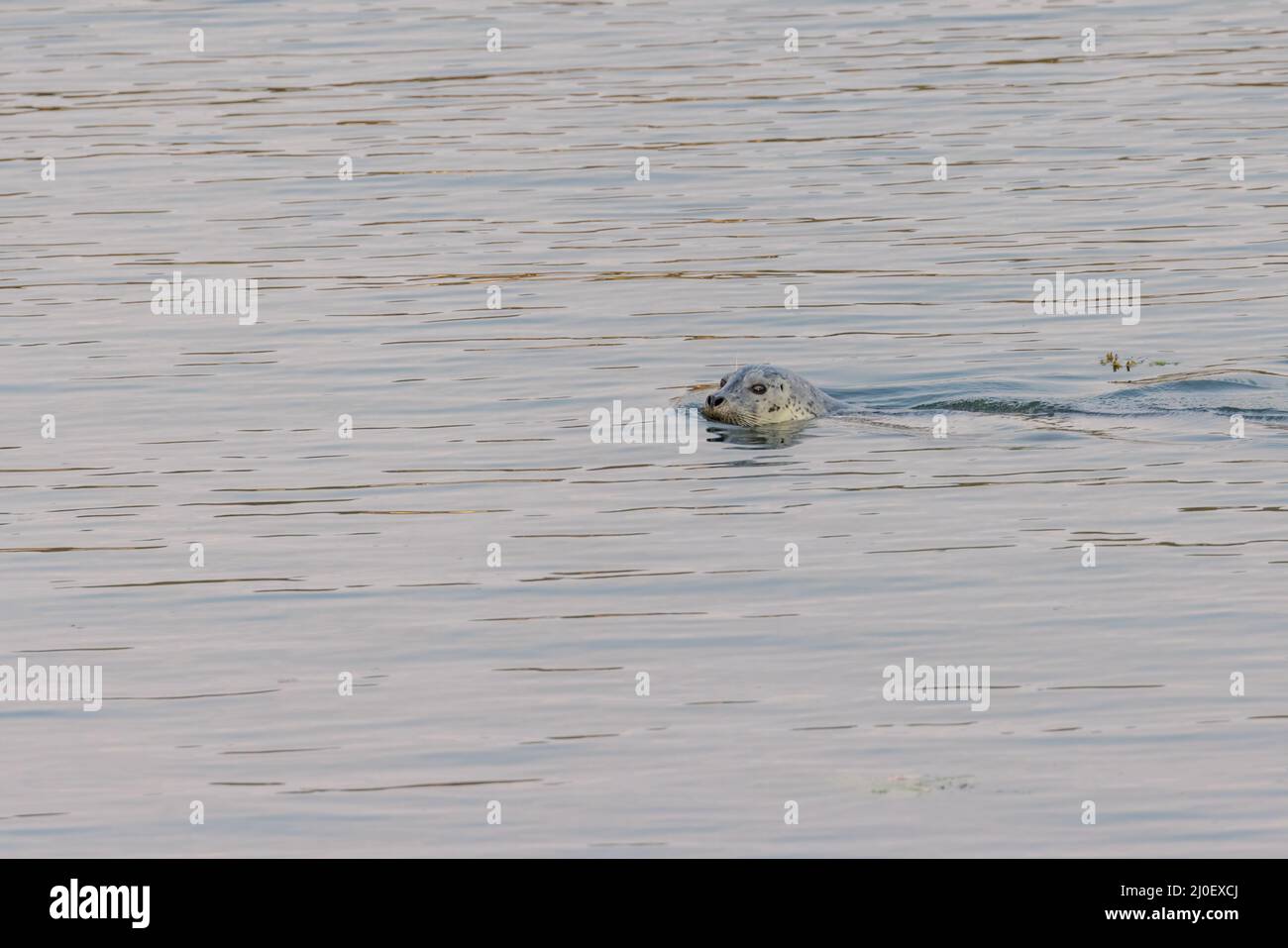le phoque nage dans l'eau du port dans un océan pacifique calme Banque D'Images