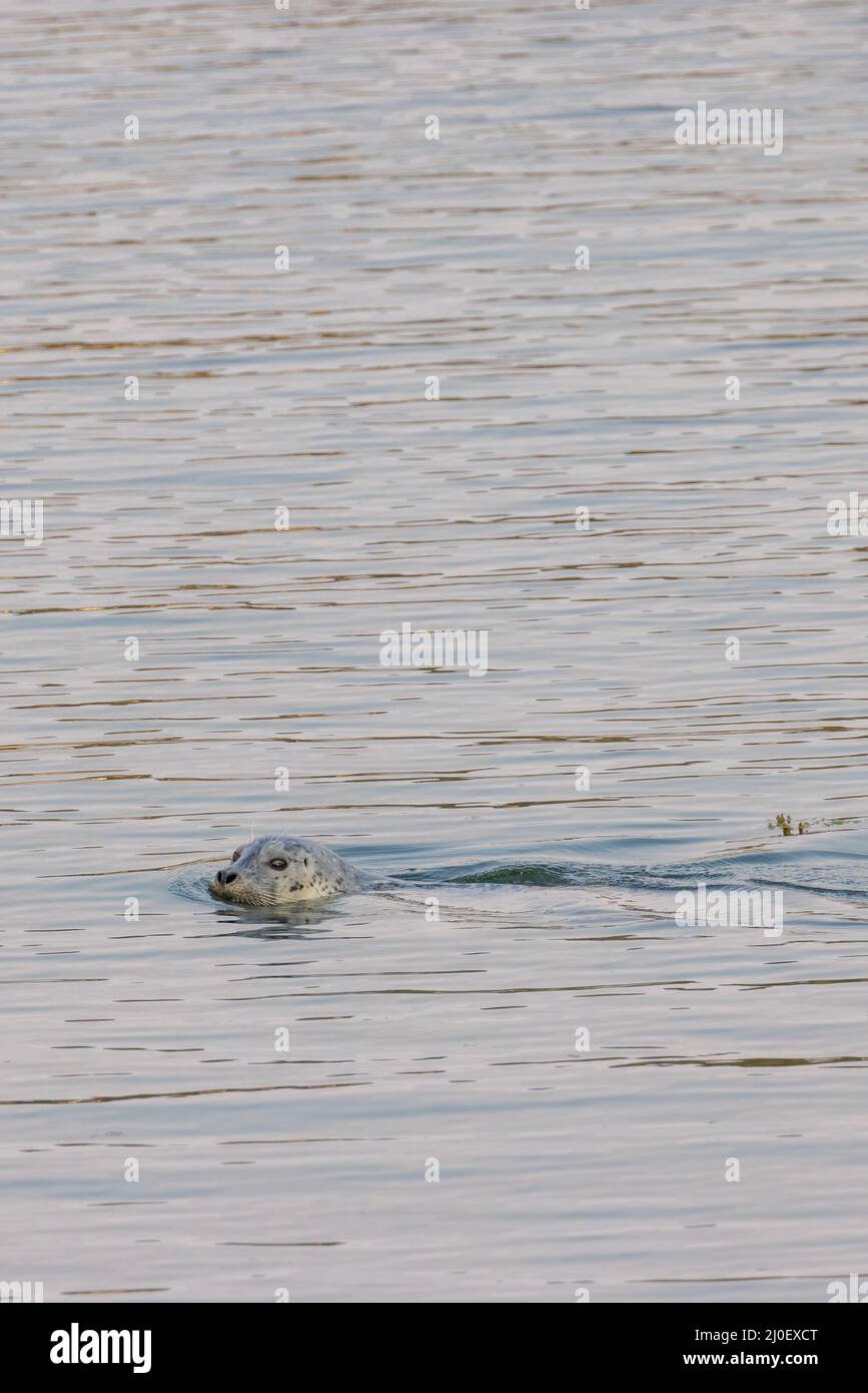 le phoque nage dans l'eau du port dans un océan pacifique calme Banque D'Images
