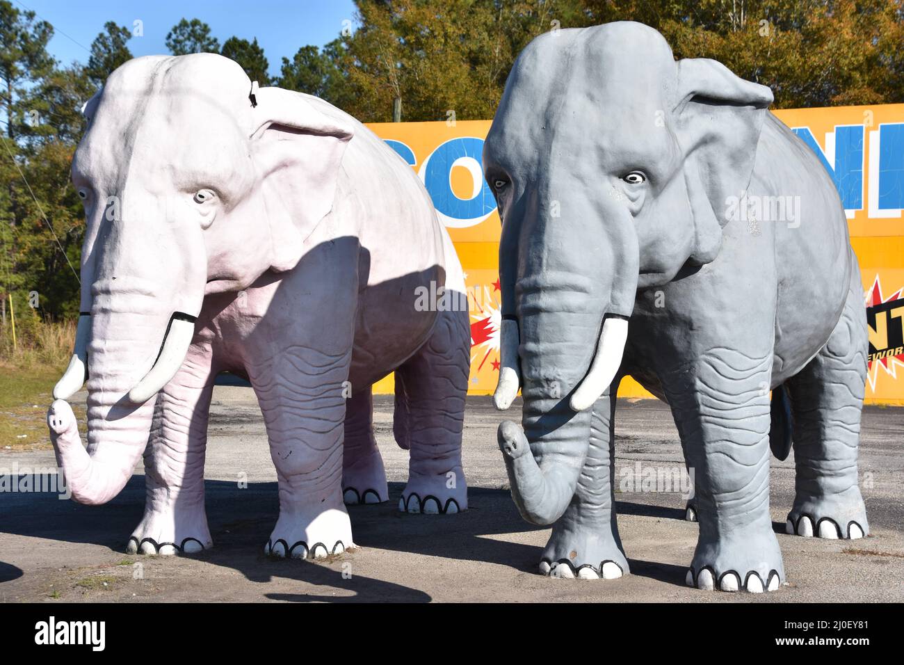 Thelma et Louise (Big Al et Lizzy) éléphants à Papa Joes Fireworks à Hardeeville, Caroline du Sud Banque D'Images