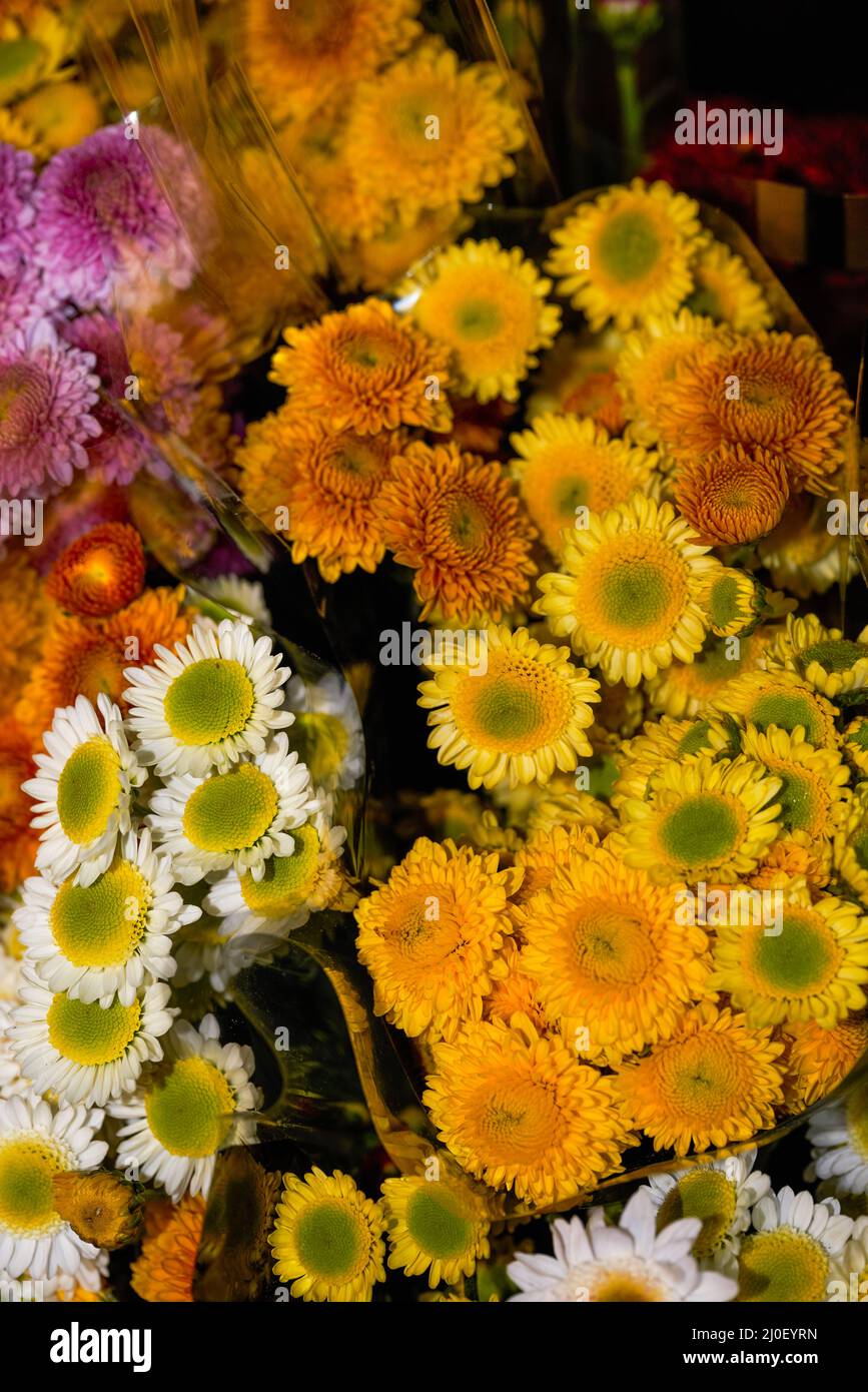 Gros plan de petits pains de chrysanthèmes divers à vendre dans un fleuriste Banque D'Images