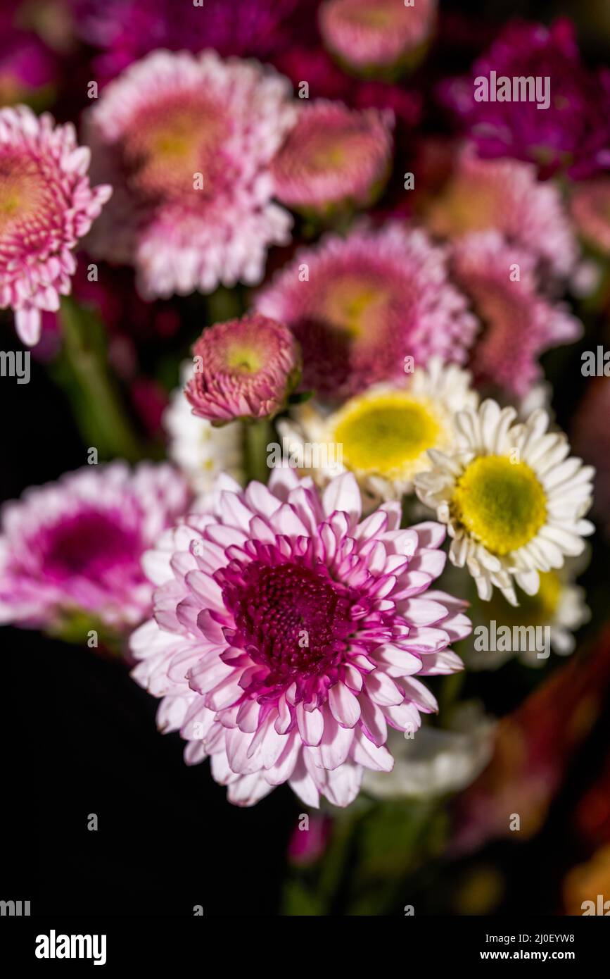 Gros plan de petits pains de chrysanthèmes divers à vendre dans un fleuriste Banque D'Images