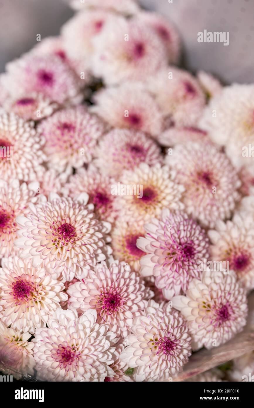Gros plan de petits pains de chrysanthèmes divers à vendre dans un fleuriste Banque D'Images