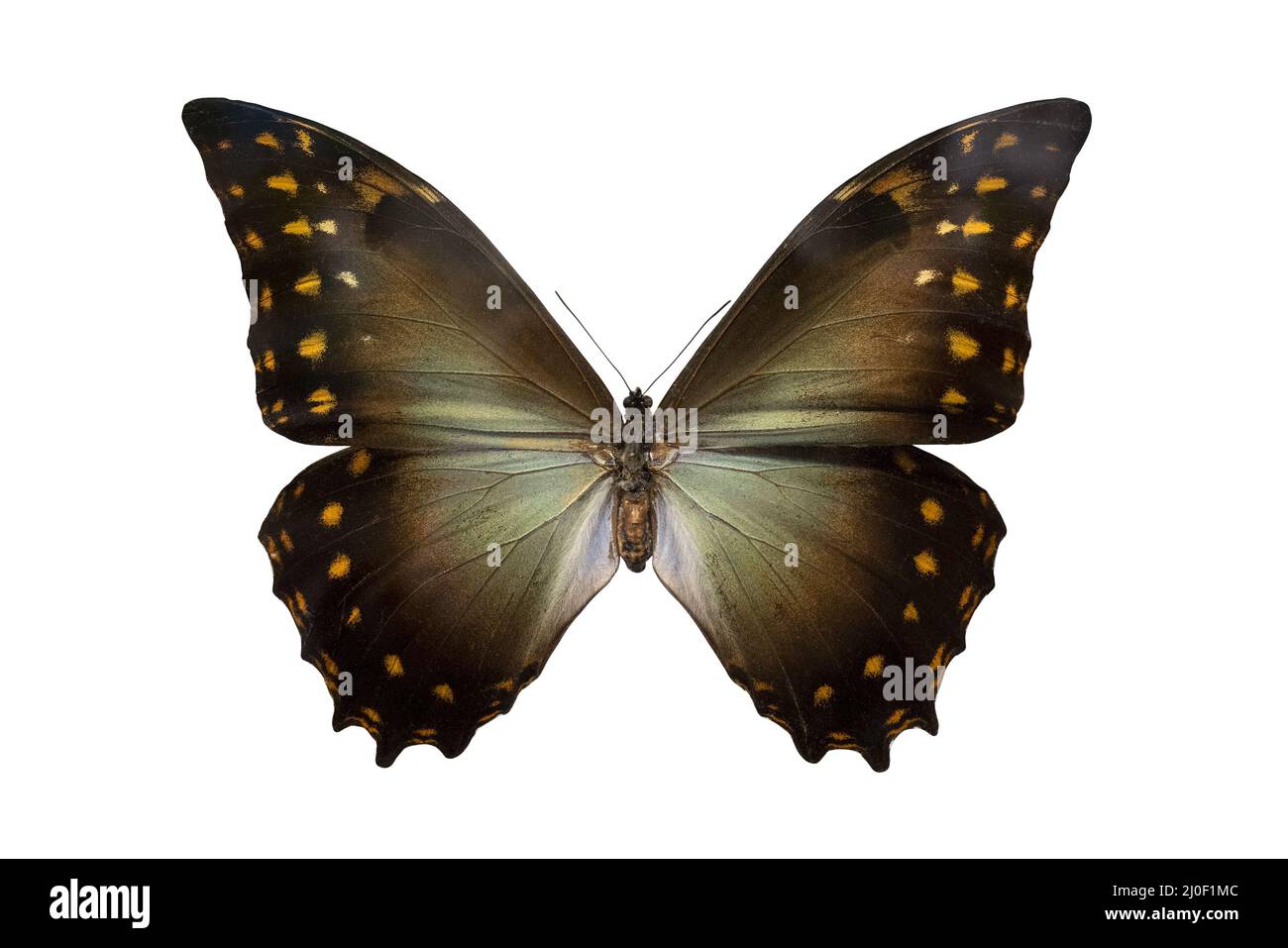 Morpho papillon Neotropique. Ailes et antennes d'un insecte volant. Le monde de la faune. Banque D'Images