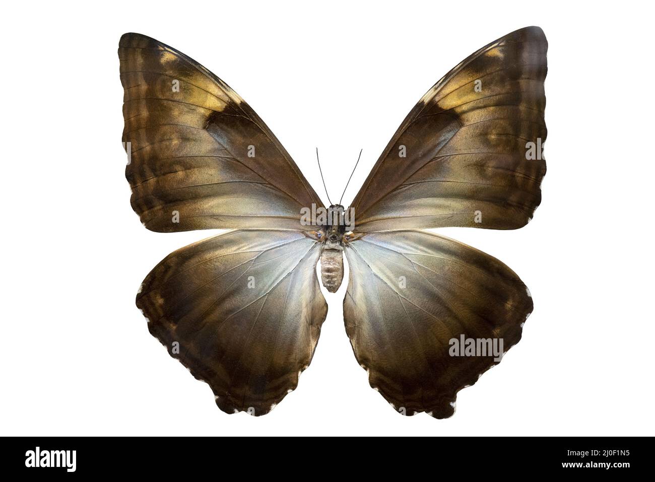 Morpho papillon Neotropique. Ailes et antennes d'un insecte volant. Le monde de la faune. Banque D'Images