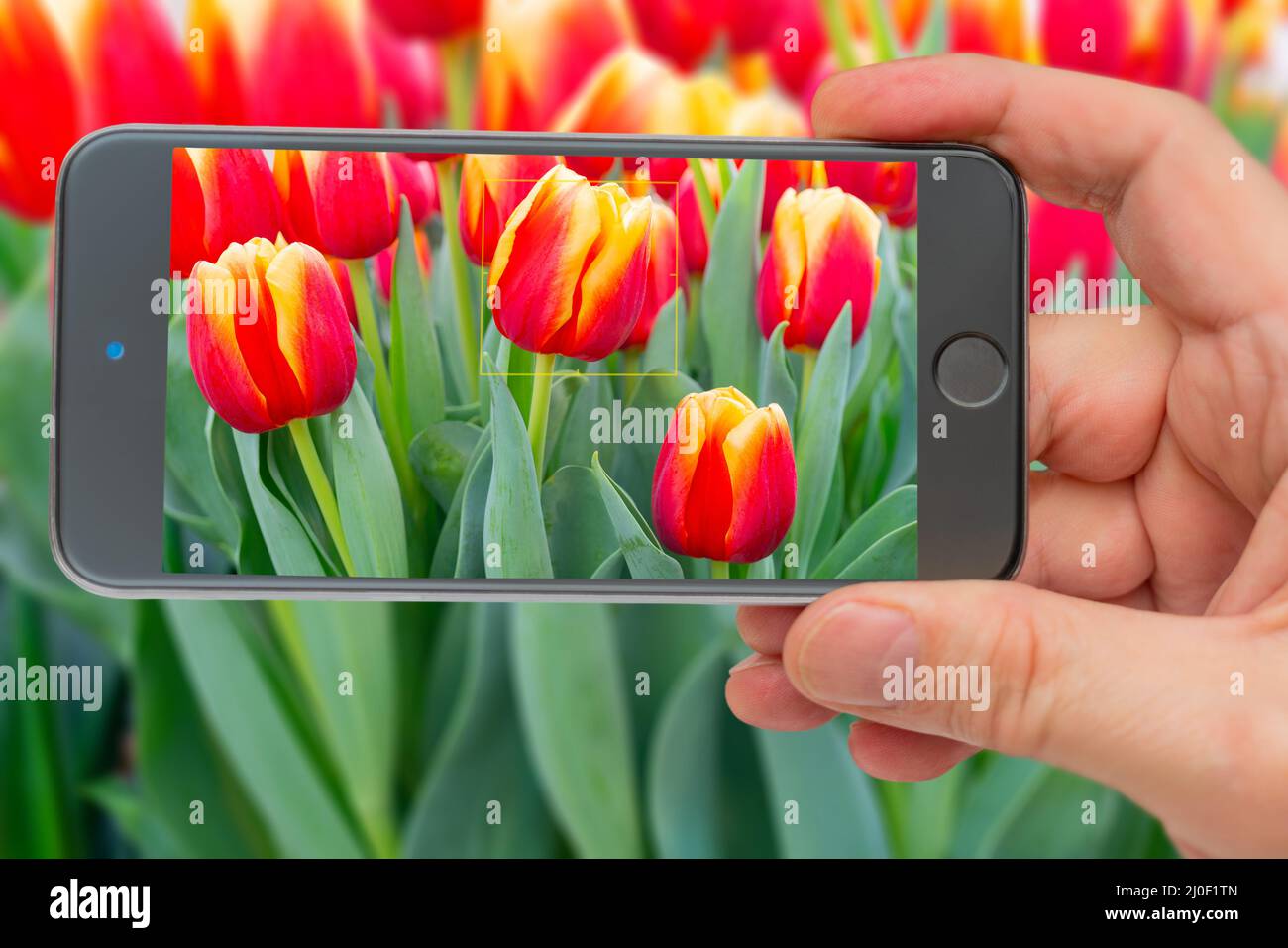 Tulipes sur l'écran du smartphone. Belles fleurs tulipes rouges. Fond naturel tulipes à fleurs printanières. Banque D'Images