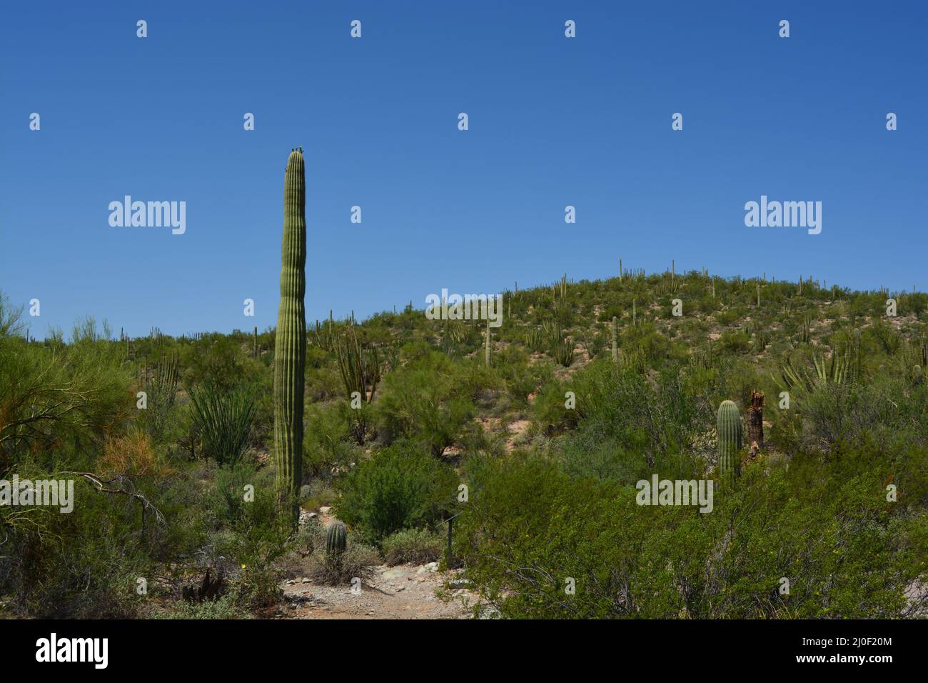 Saguaro au Organ Pipe Cactus National Monument Arizona Banque D'Images