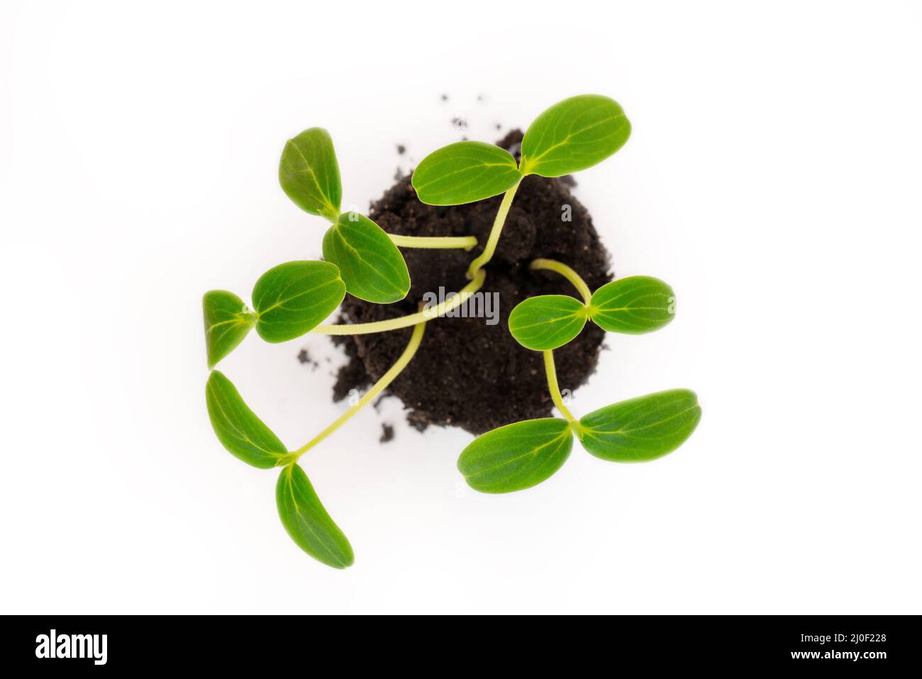 Jeunes pousses vertes du sol. Culture agricole. Plantes en croissance. Banque D'Images