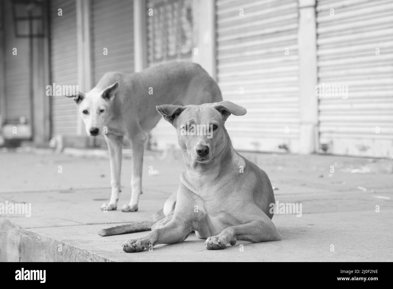 Photo des chiens errants Banque D'Images