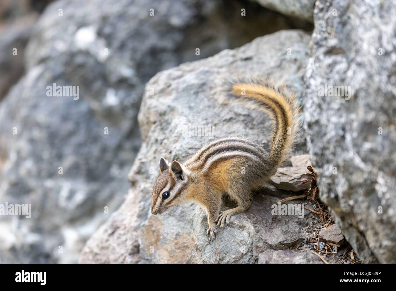 petit chipmunk sauvage marron debout sur un rocher Banque D'Images