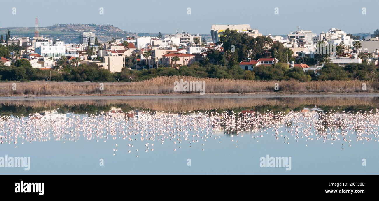 Vue panoramique sur la ville de Larnaca avec des flamants roses sur le lac salé, CHYPRE Banque D'Images