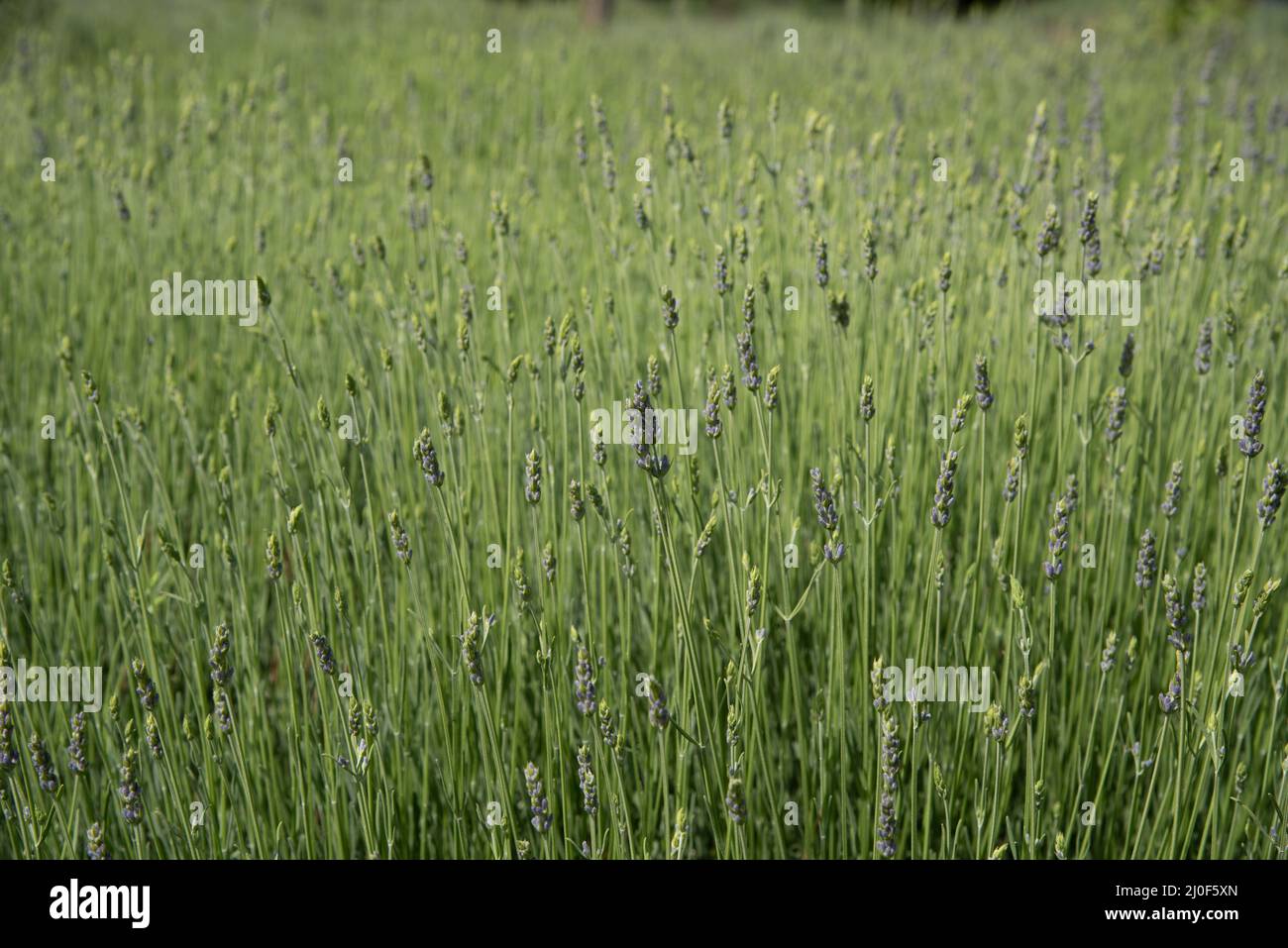 Champ de fleurs de vert frais de plantes de lavande. Banque D'Images