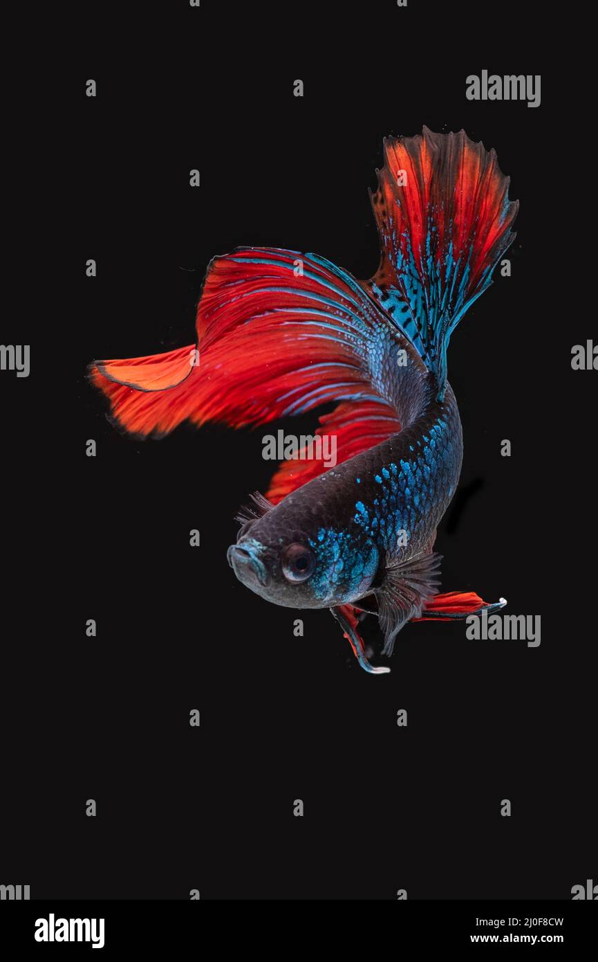 betta siamois lutte contre le poisson en mouvement Banque D'Images