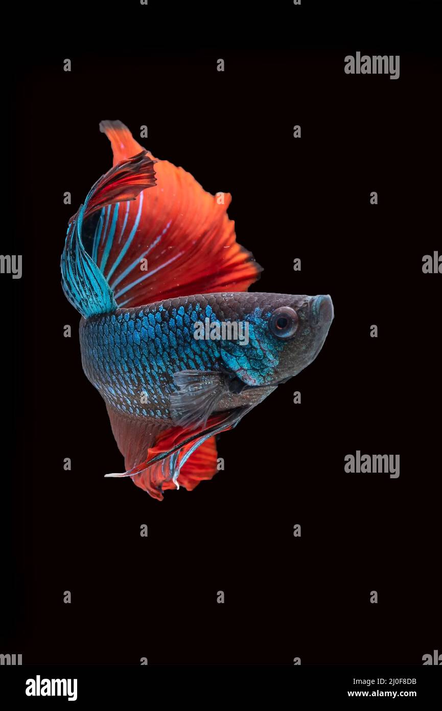 betta siamois lutte contre le poisson en mouvement Banque D'Images