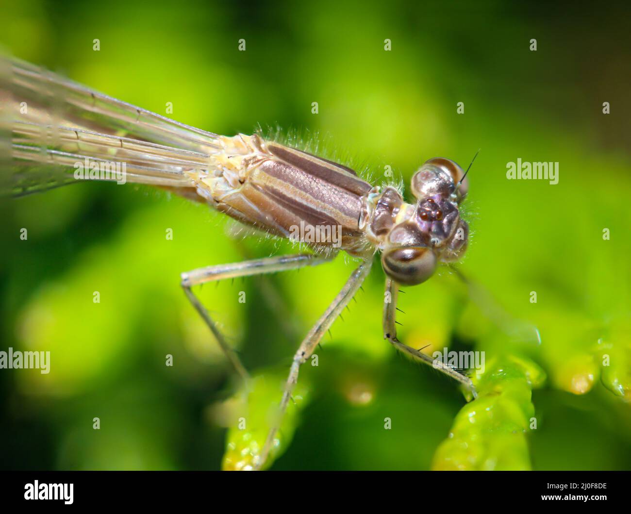 Portrait d'une libellule (Zygoptera) ou d'une femme de ménage d'eau. Ils appartiennent aux libellules. Banque D'Images