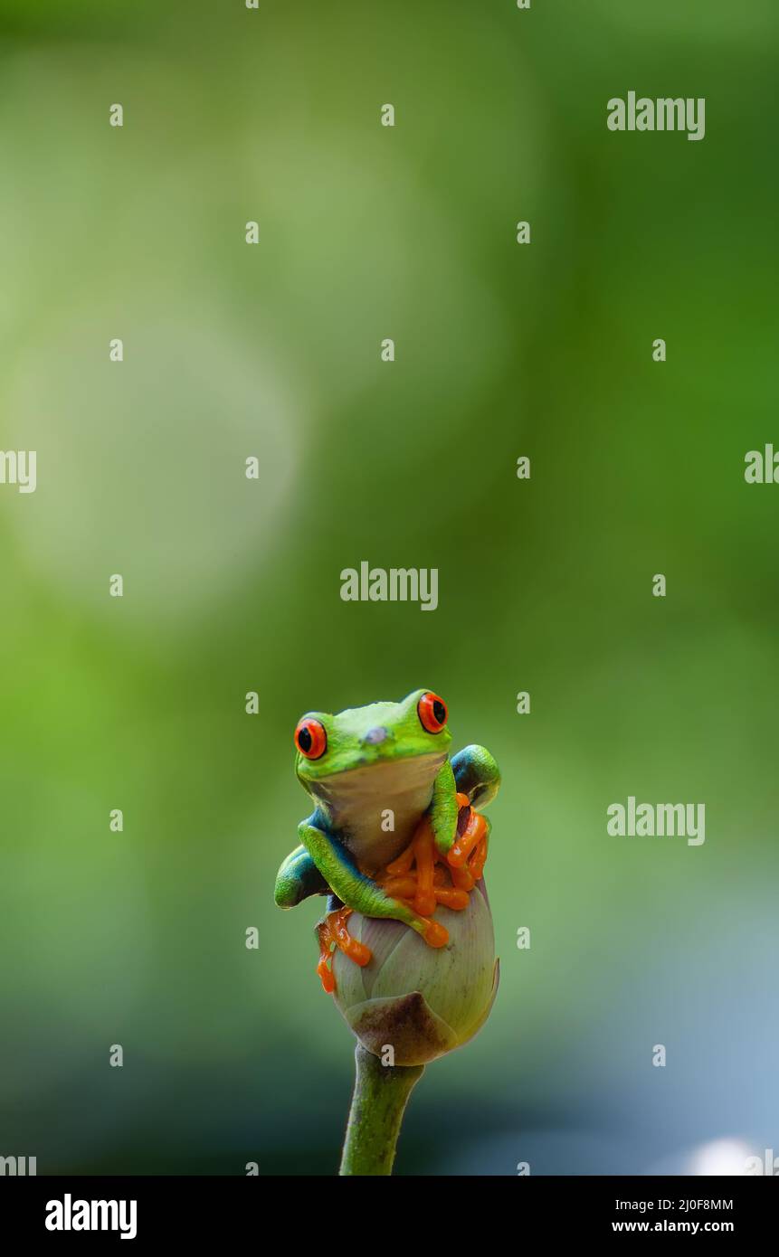 Red eyed green tree frog Banque D'Images