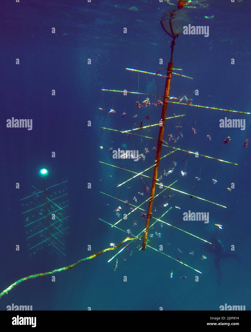 Arbres de propagation de corail déployés sur la Grande barrière de corail, Queensland, Australie Banque D'Images