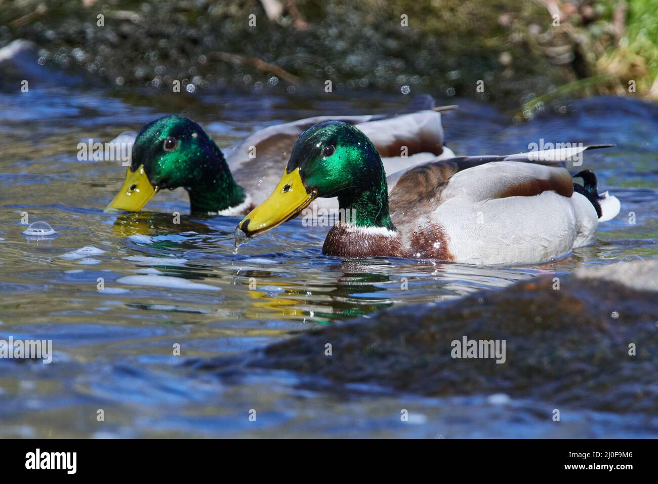 Canard colvert Banque D'Images