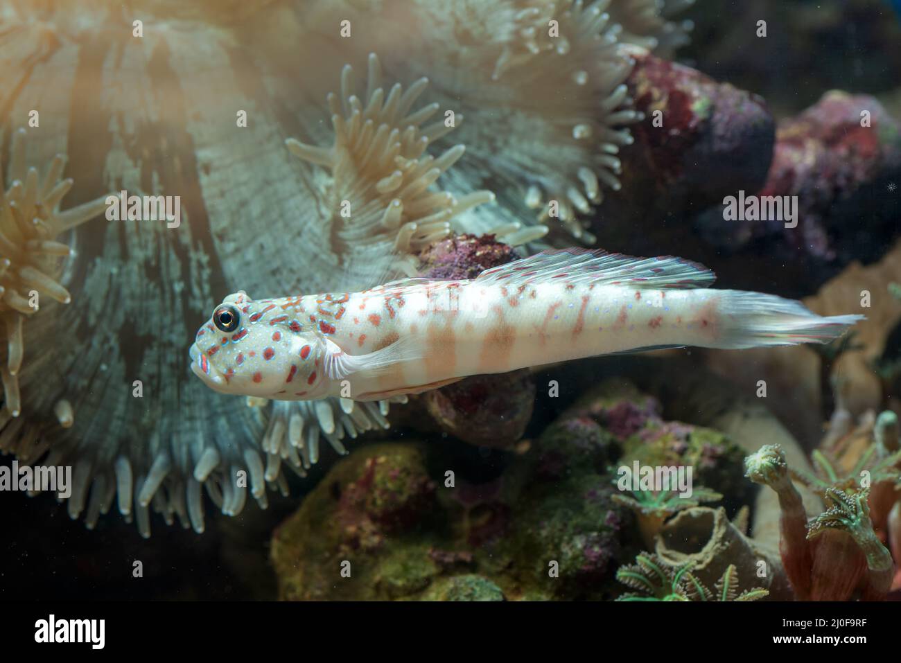 Poissons d'eau salée avec corail en arrière-plan Banque D'Images