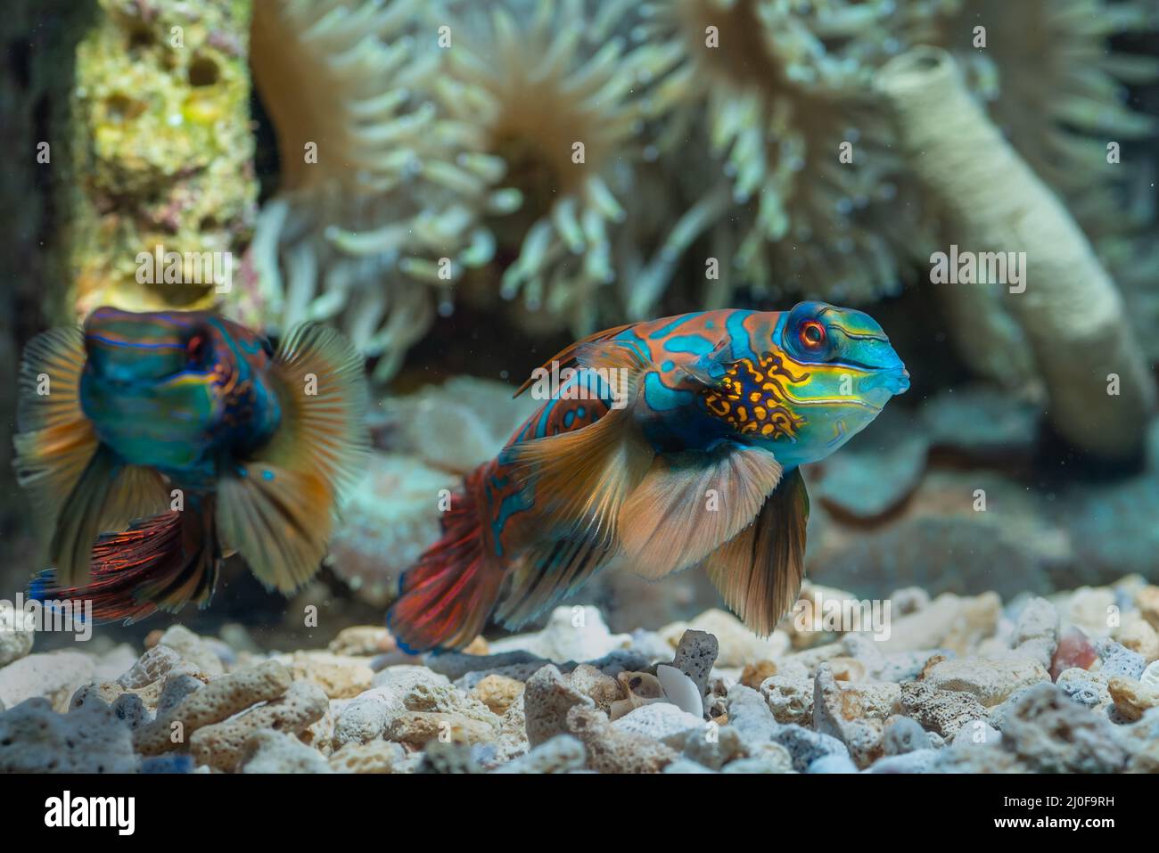 Poissons d'eau salée avec corail en arrière-plan Banque D'Images