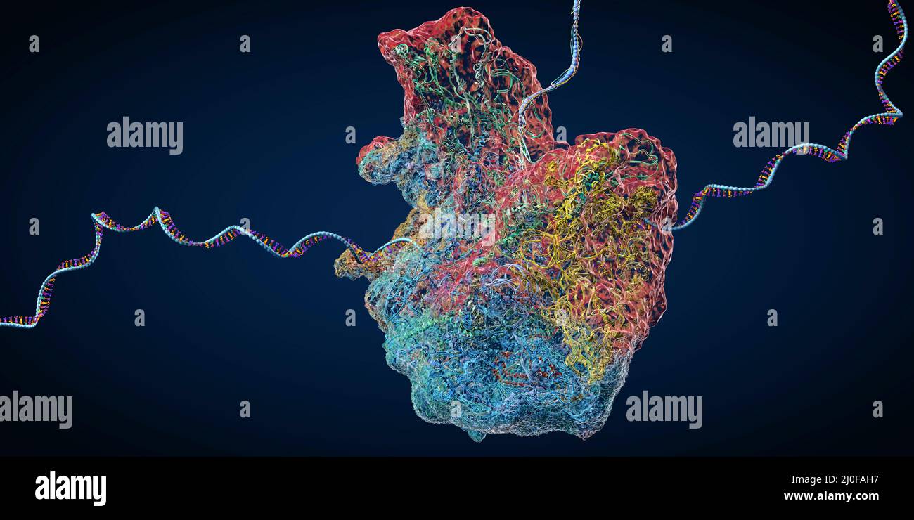 Ribosome, illustration Banque D'Images