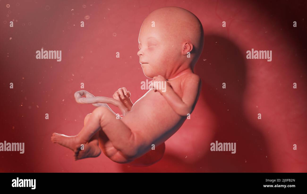 Foetus De 22 Semaines Banque De Photographies Et Dimages à Haute Résolution Alamy 