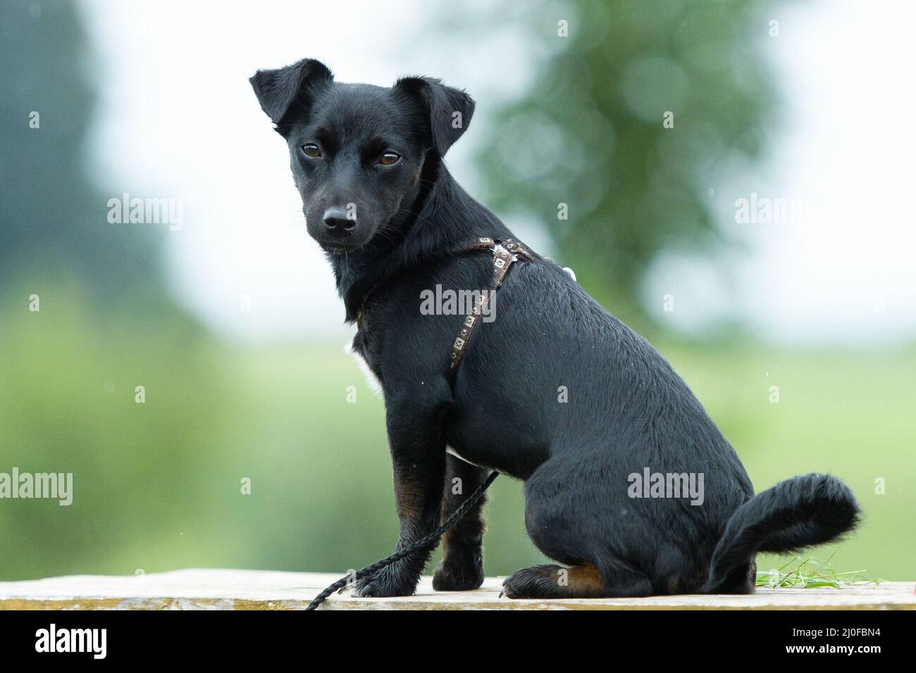 Chiot noir Banque D'Images
