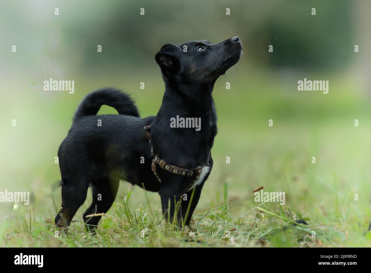 Terrier noir - chiot Banque D'Images
