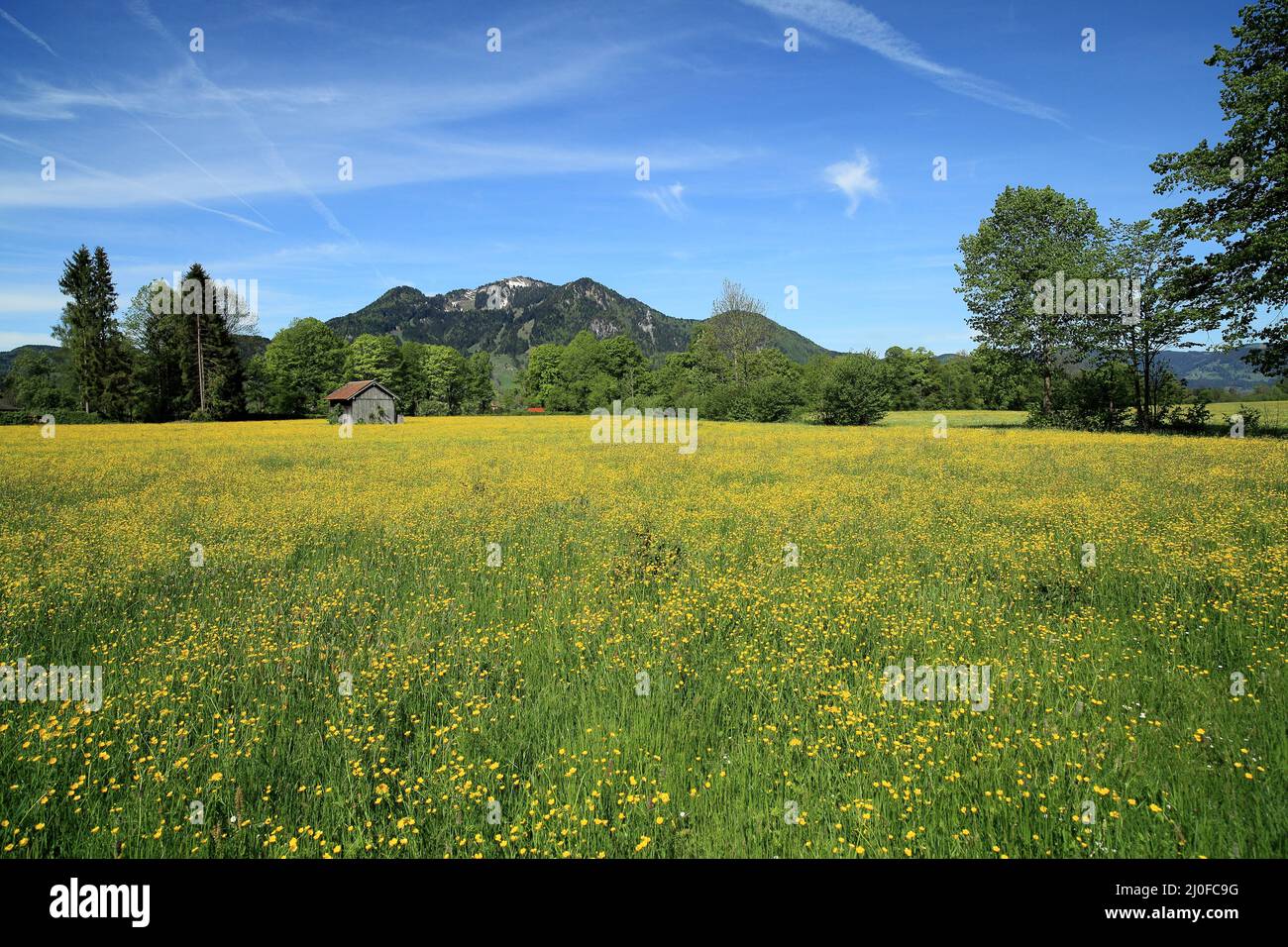 Paysage d'été Banque D'Images