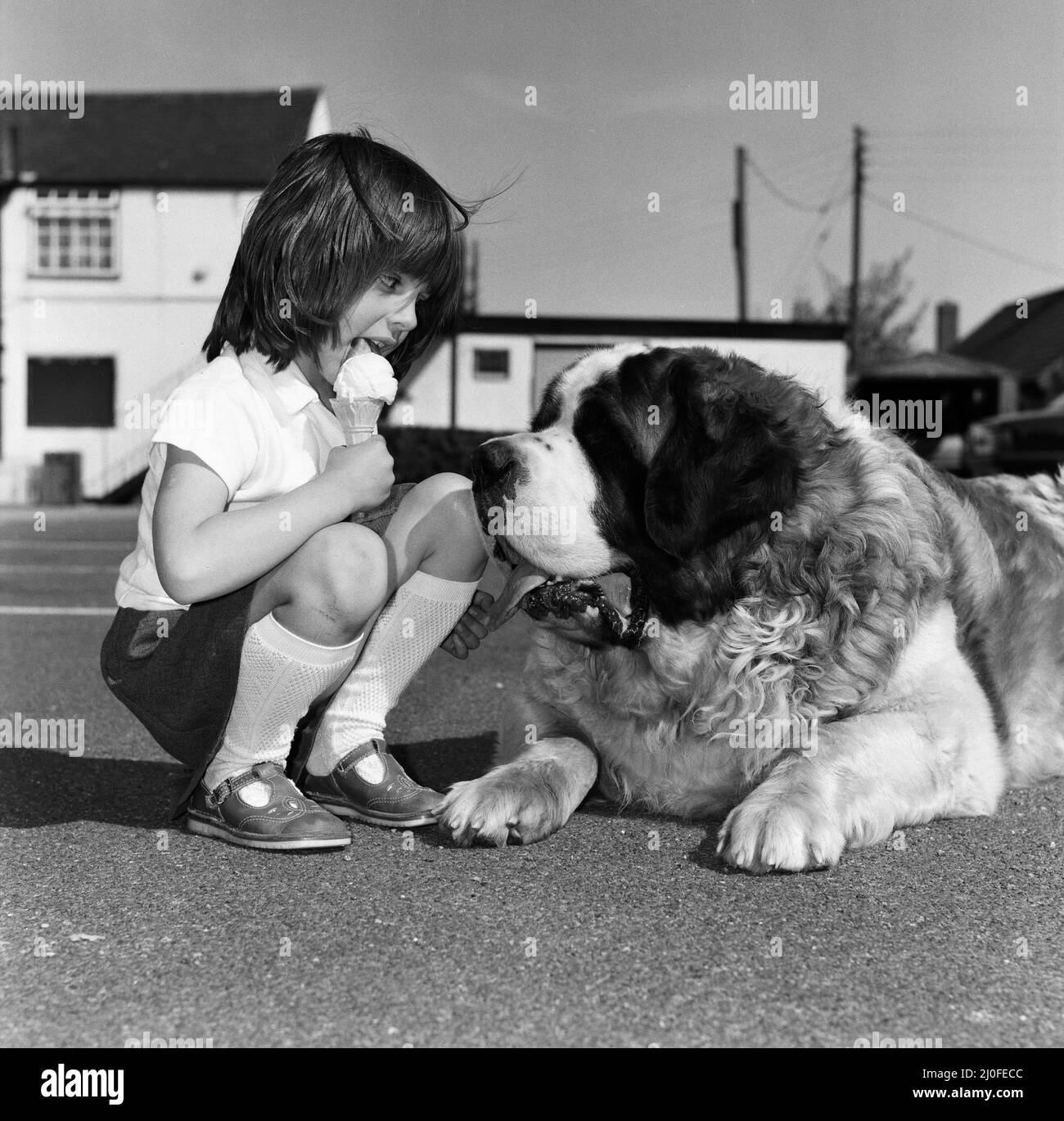 Jason le St Bernard est un candidat pour le chien le plus lourd de Grande-Bretagne. Rachel, petite-fille de son propriétaire de six ans, est photographiée avec Jason. 18th mai 1980. Banque D'Images