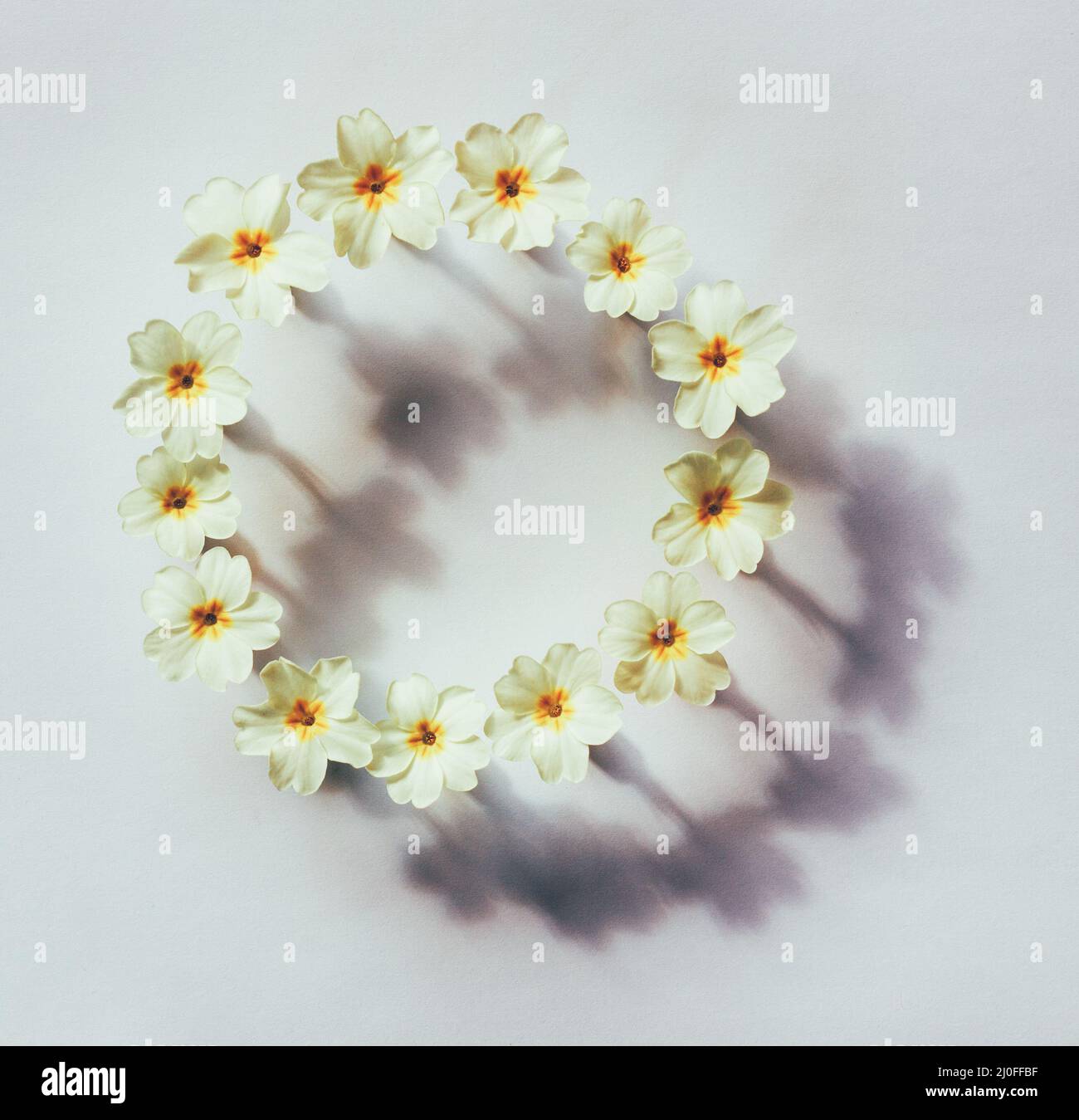 Abstraction florale dans le style de minimalisme Banque D'Images