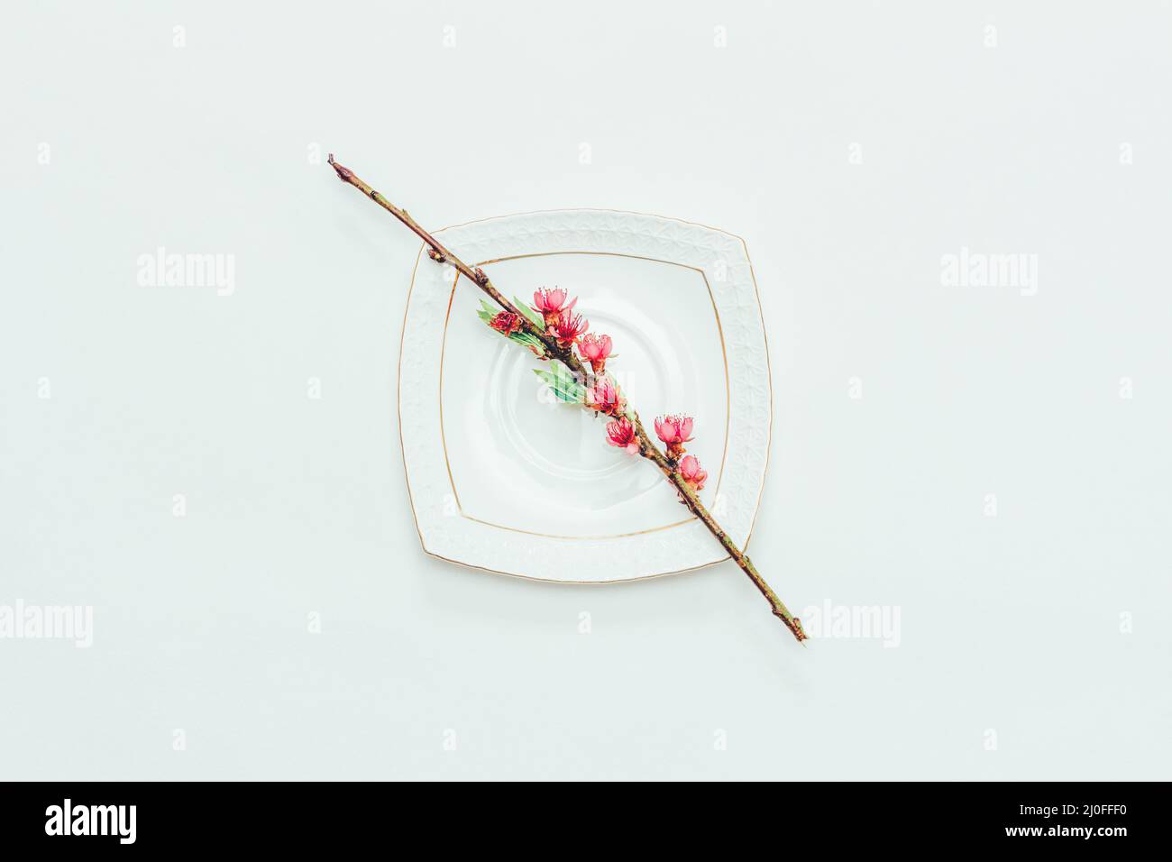 Branche fleurie d'une pêche aux fleurs roses sur une soucoupe blanche sur fond blanc gros plan Banque D'Images