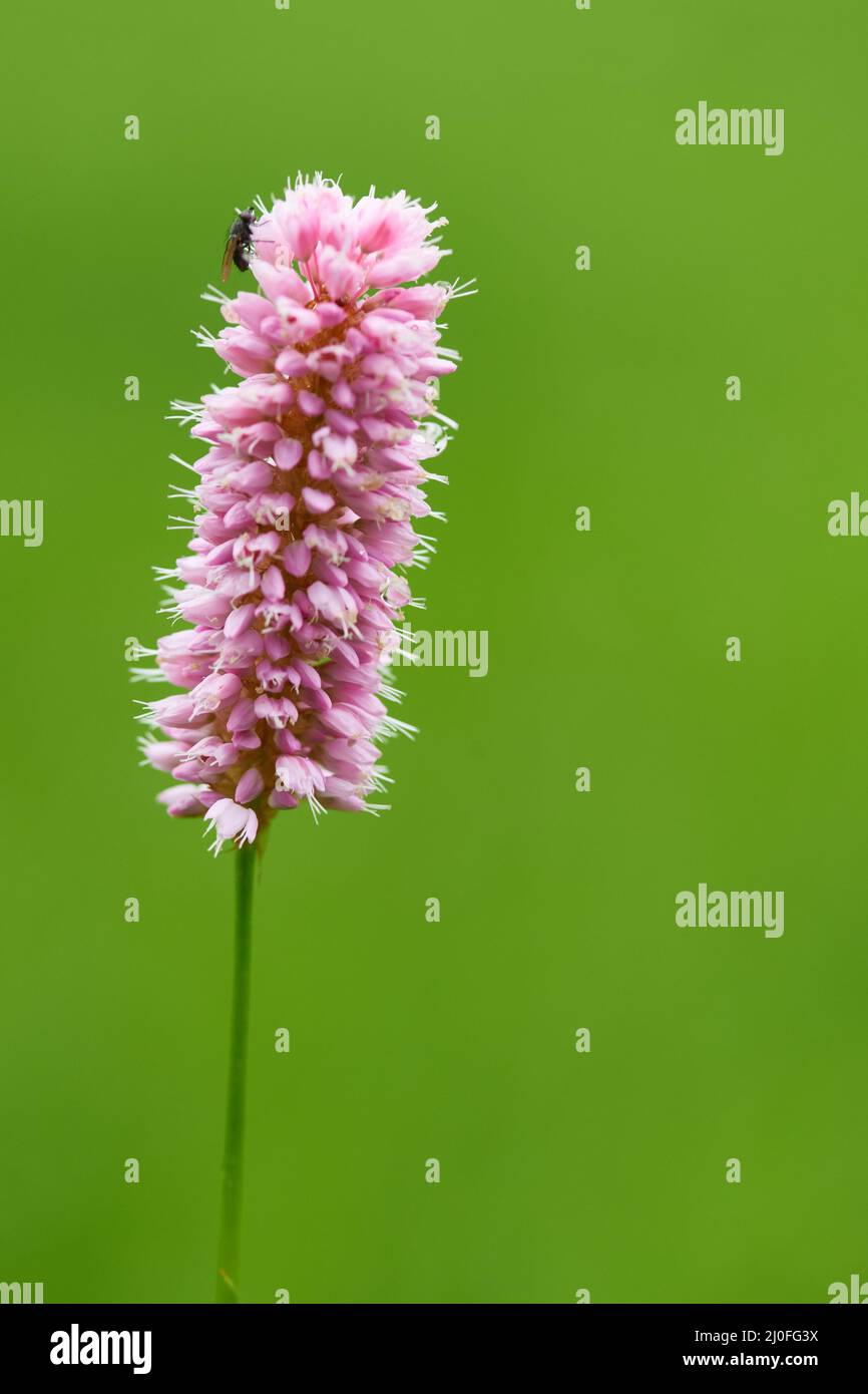 Bistorta officinalis sur un pré Banque D'Images