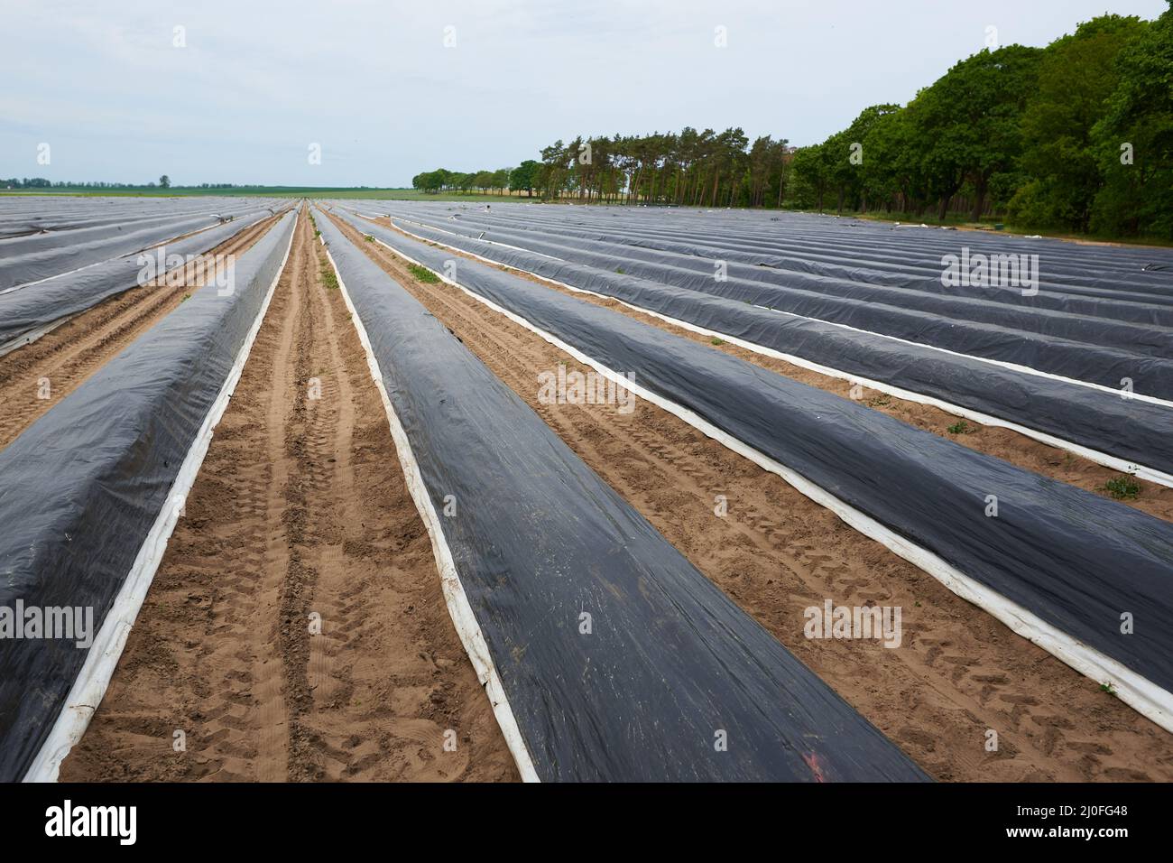 Champ d’asperges Banque D'Images
