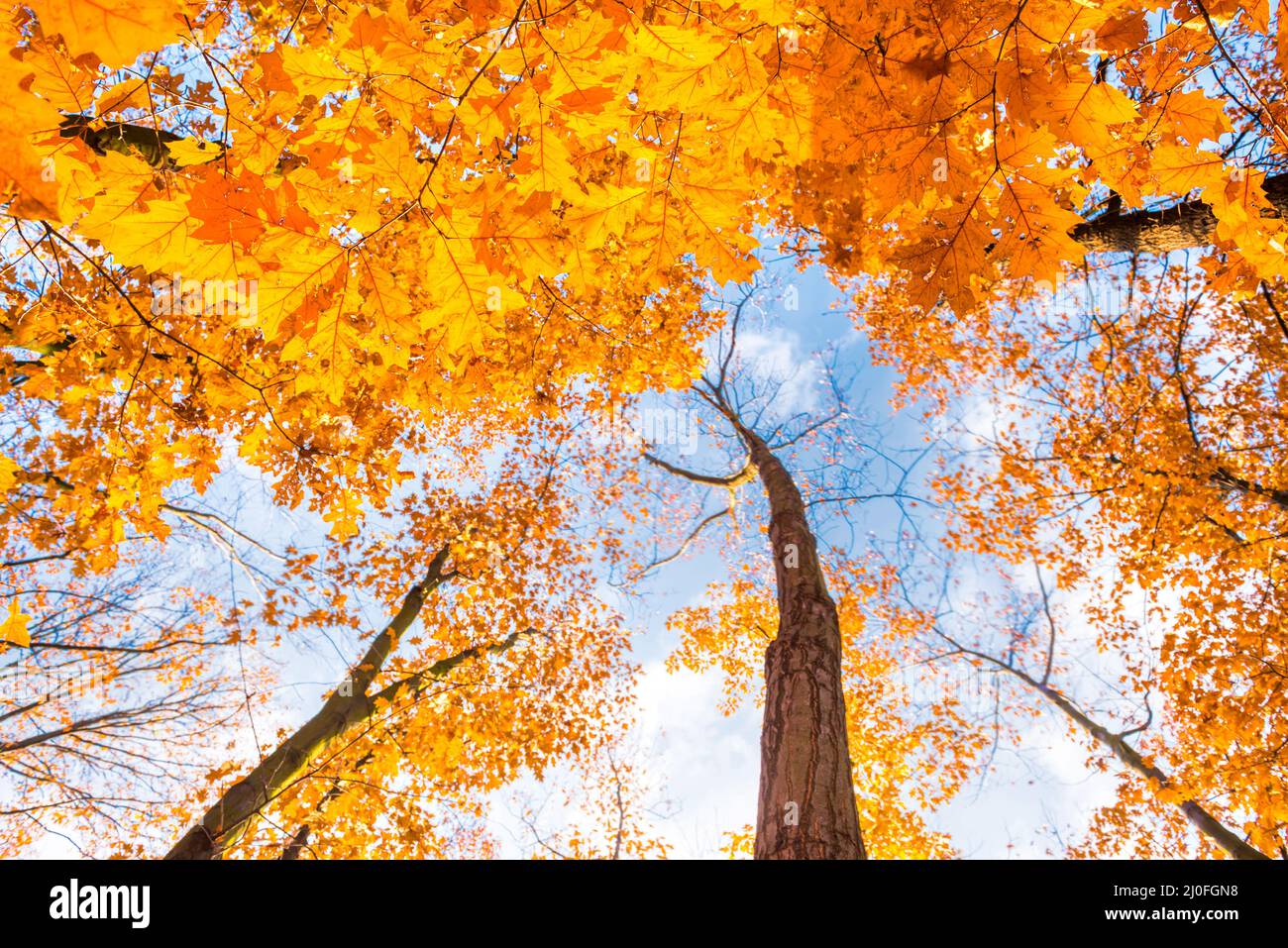 Vue de dessous des érables dans le parc d'automne Banque D'Images