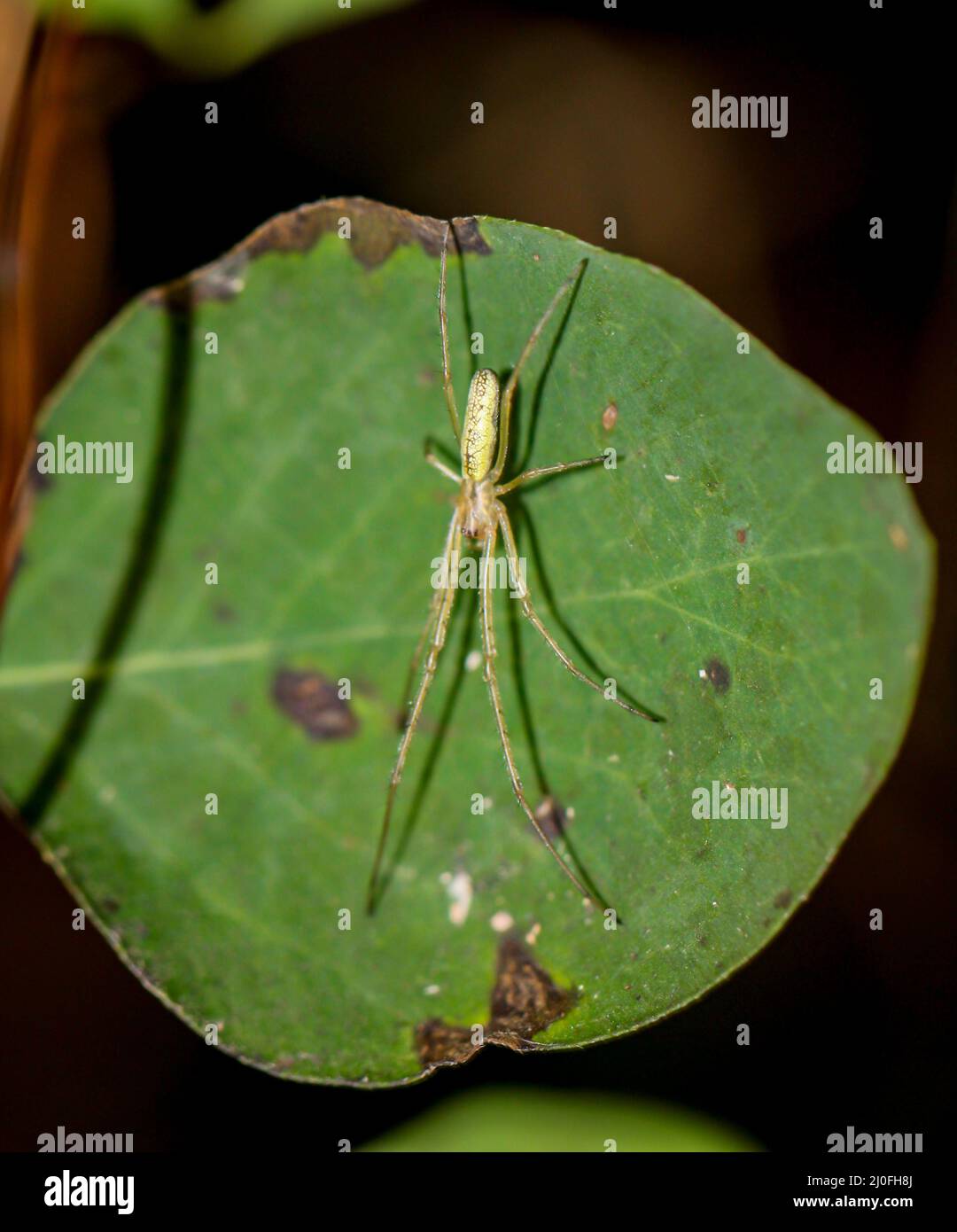 Une araignée extenseur, Tetragnatha extensa, repose sur une feuille. Banque D'Images
