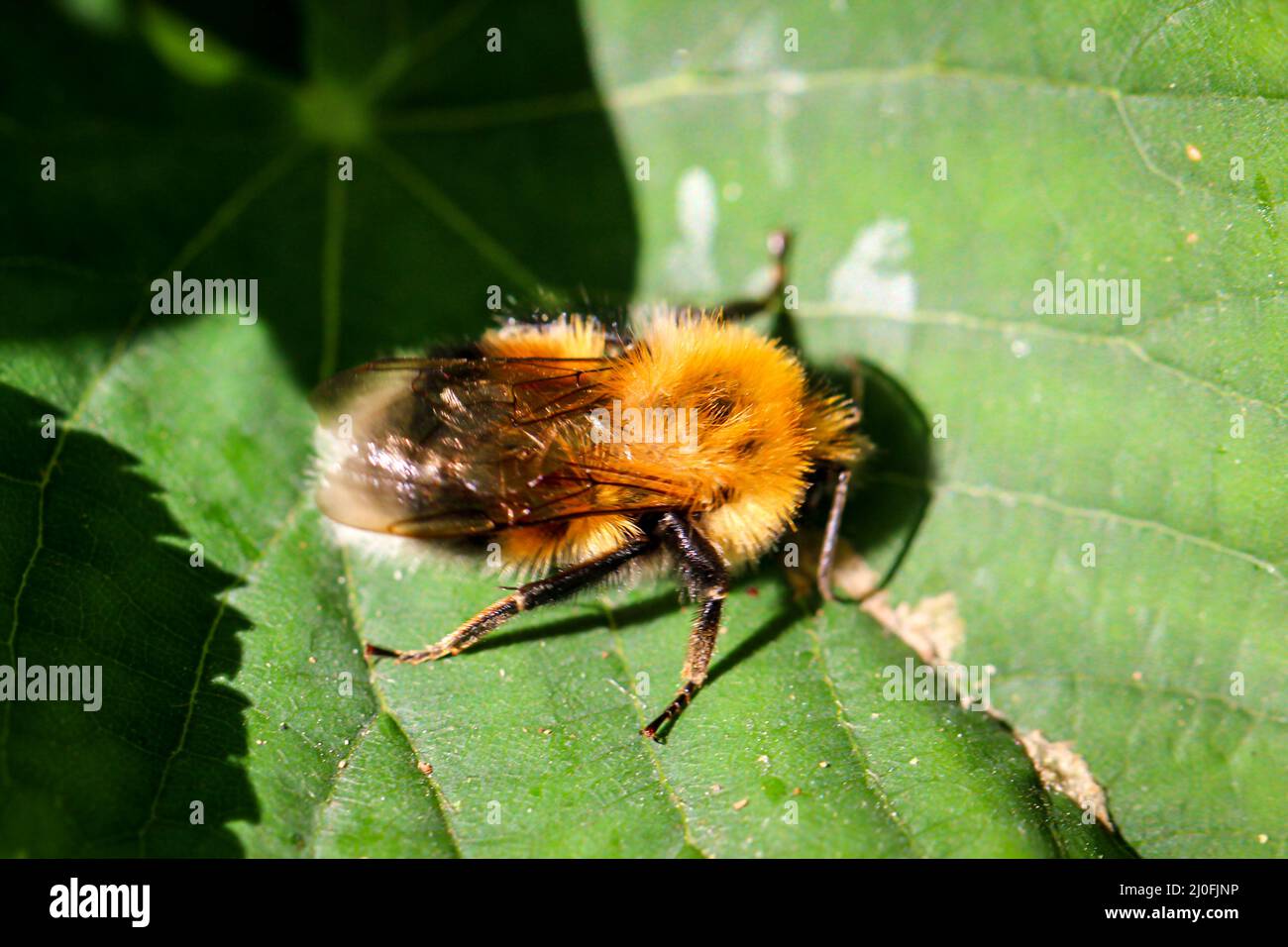 Gros plan d'une abeille sur une feuille. Banque D'Images