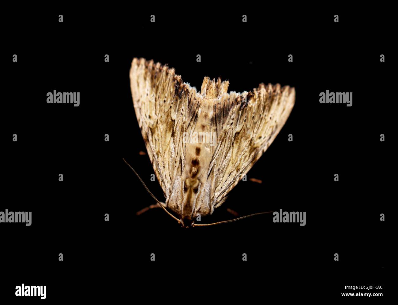 Un gros plan d'un papillon, ou papillon la nuit. Banque D'Images