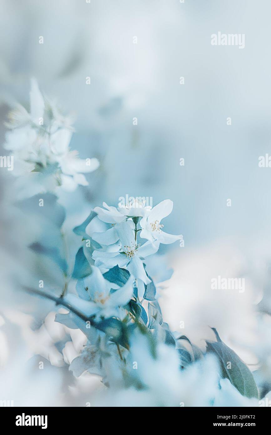 Fleurs blanches sur fond flou Banque D'Images