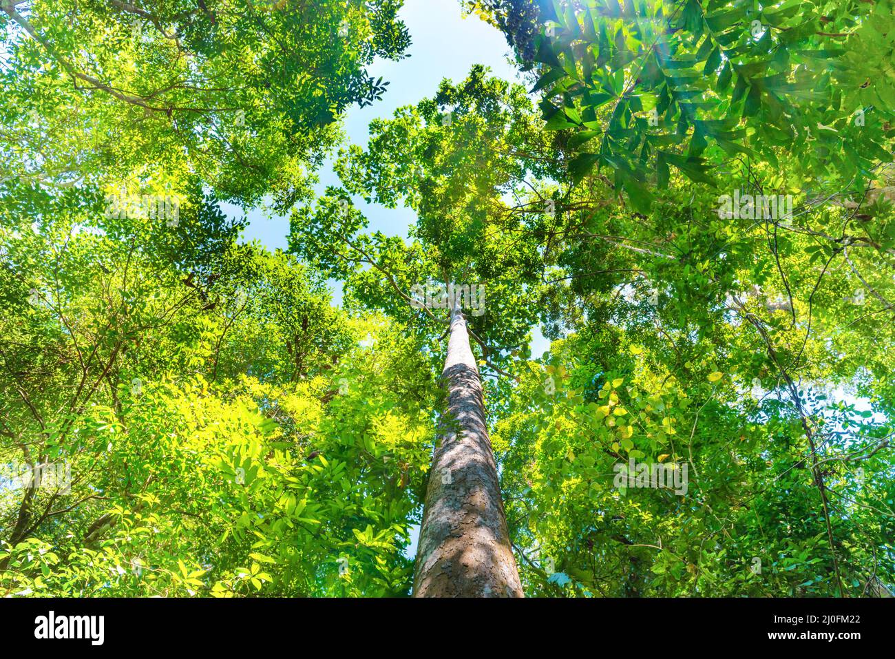 Nature forêt verte avec de grands arbres Banque D'Images