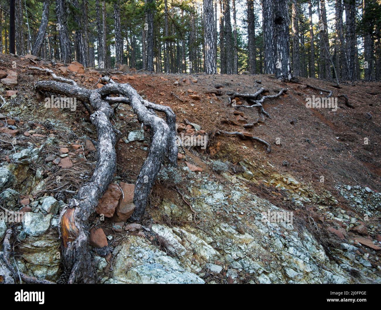 Racines de l'arbre forestier Banque D'Images